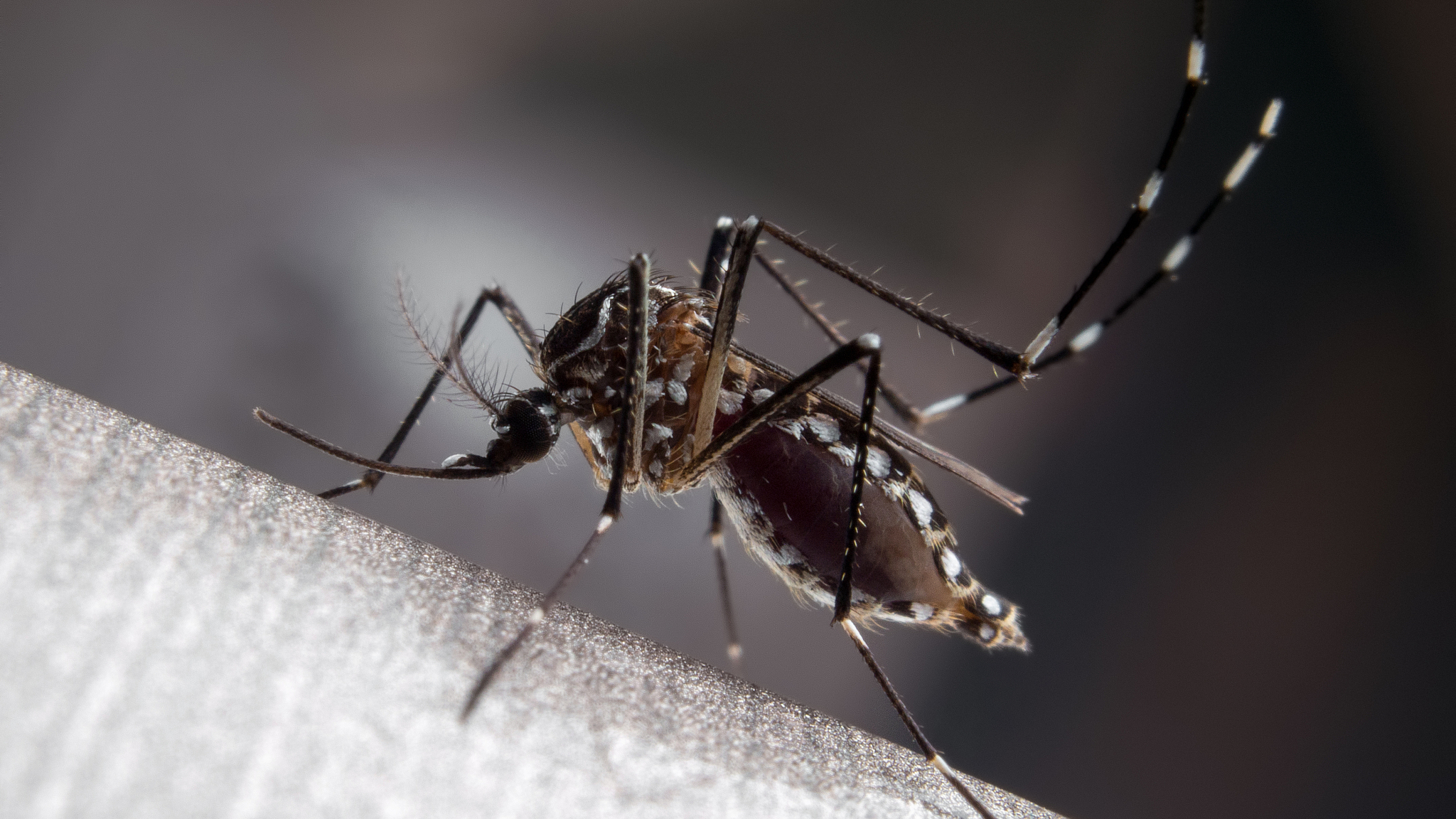 Dengue is a mosquito-borne flavivirus disease that affects nearly half the world's population. /CFP