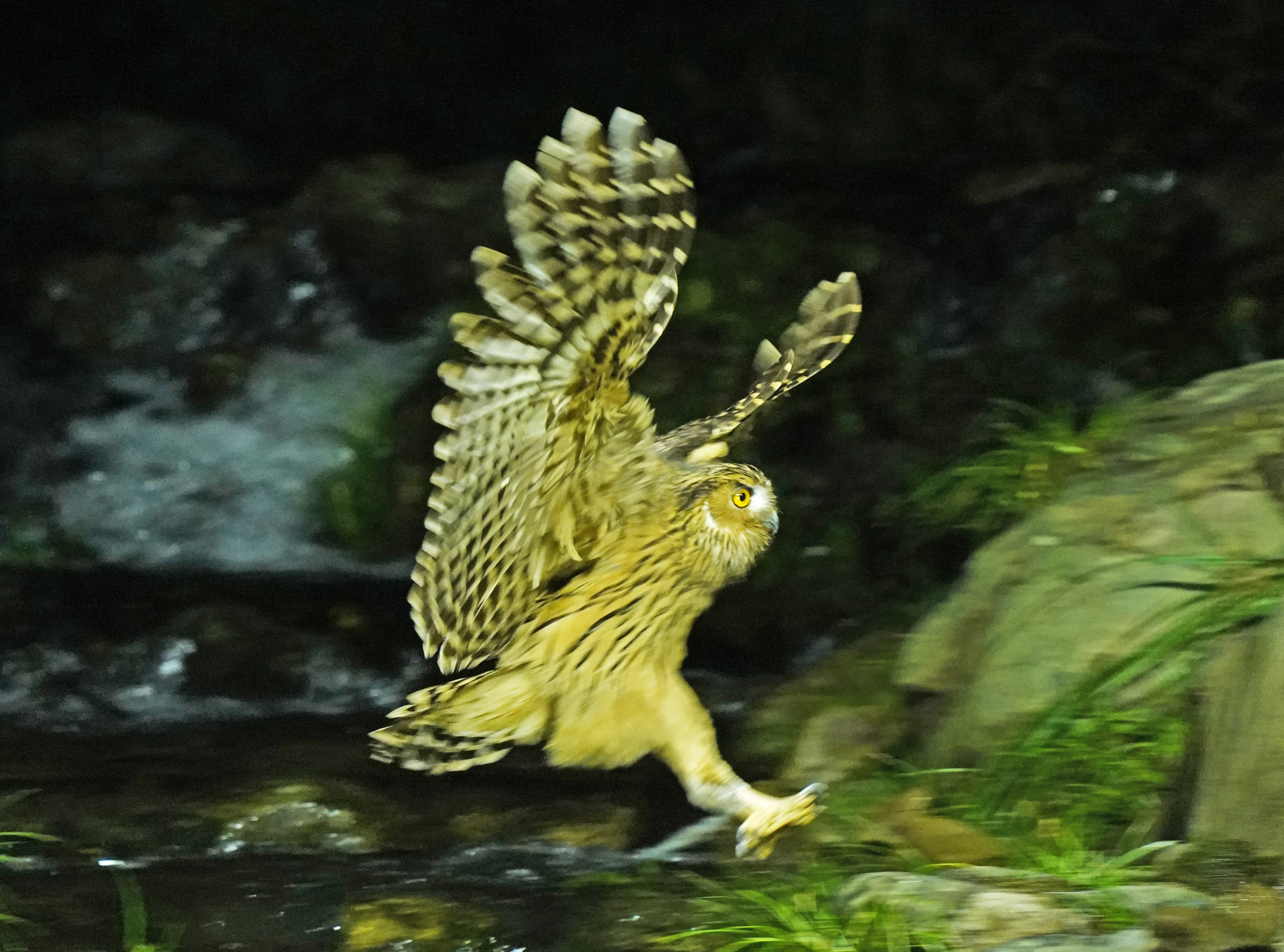 A tawny fish owl is captured fishing at a nature reserve in Jiujiang, Jiangxi Province on March 18, 2024. /CFP