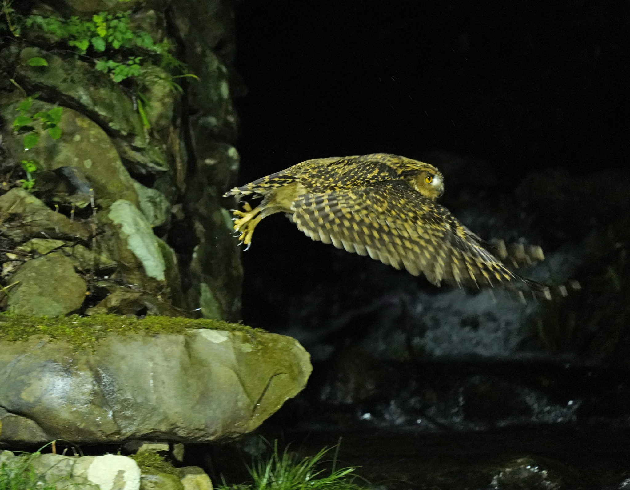A tawny fish owl is captured flying at a nature reserve in Jiujiang, Jiangxi Province on March 18, 2024. /CFP