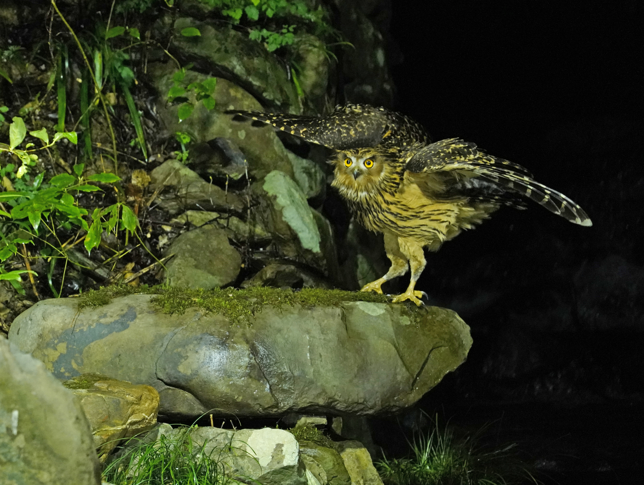 A tawny fish owl spreads its wings at a nature reserve in Jiujiang, Jiangxi Province on March 18, 2024. /CFP
