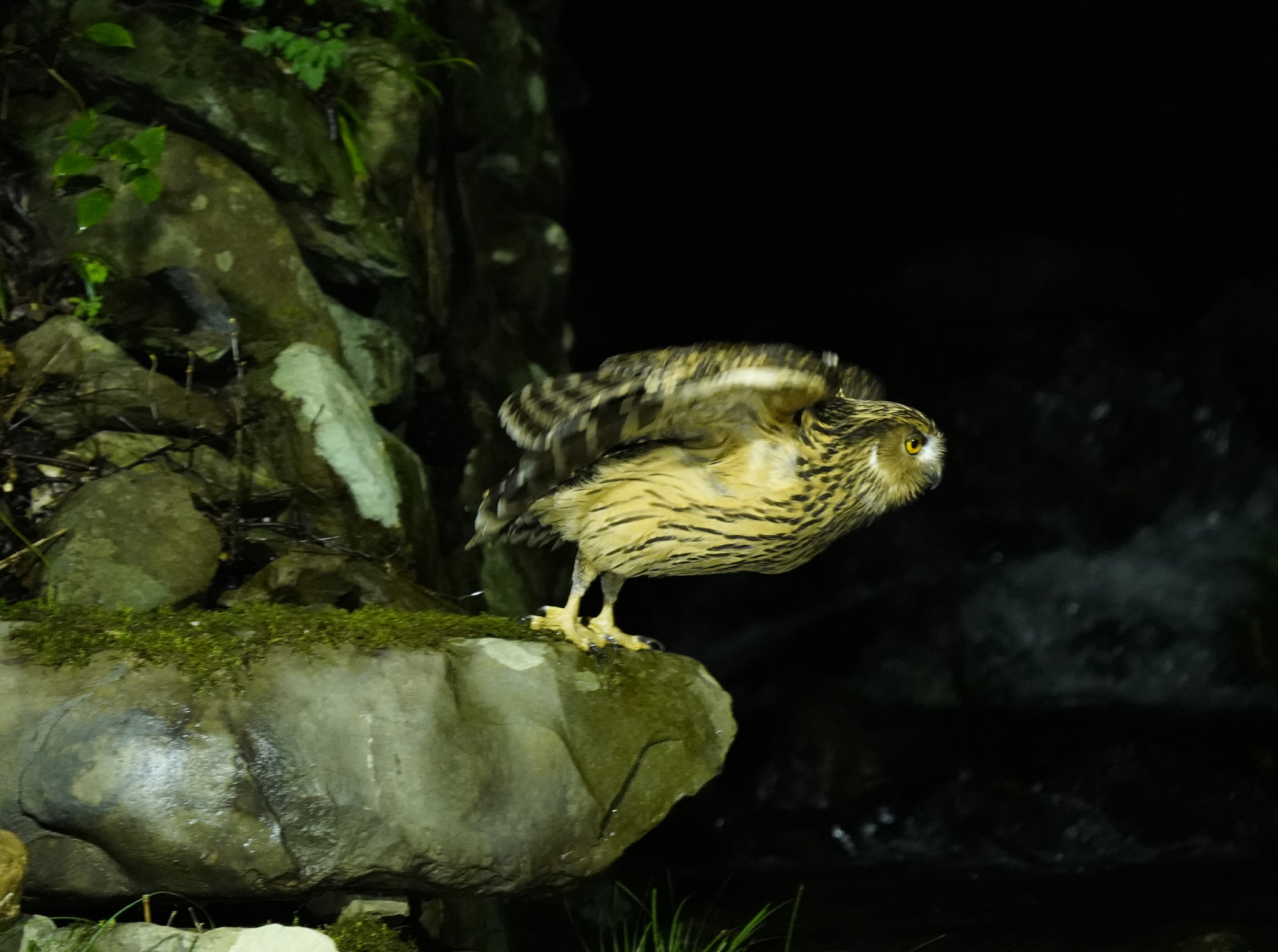 A tawny fish owl is seen looking for its prey at a nature reserve in Jiujiang, Jiangxi Province on March 18, 2024. /CFP