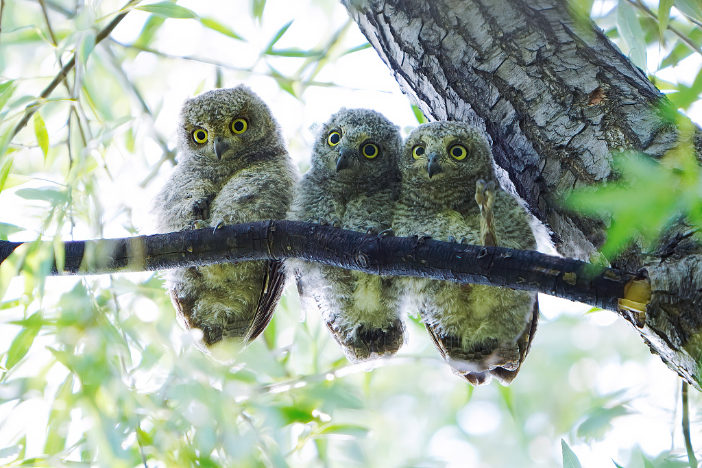 Three oriental scops owls perch on a branch at the Summer Palace in Beijing, China, on May 3, 2024. /CFP