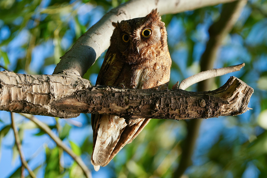 An oriental scops owl perches on a branch at the Summer Palace in Beijing, China, on May 3, 2024. /CFP