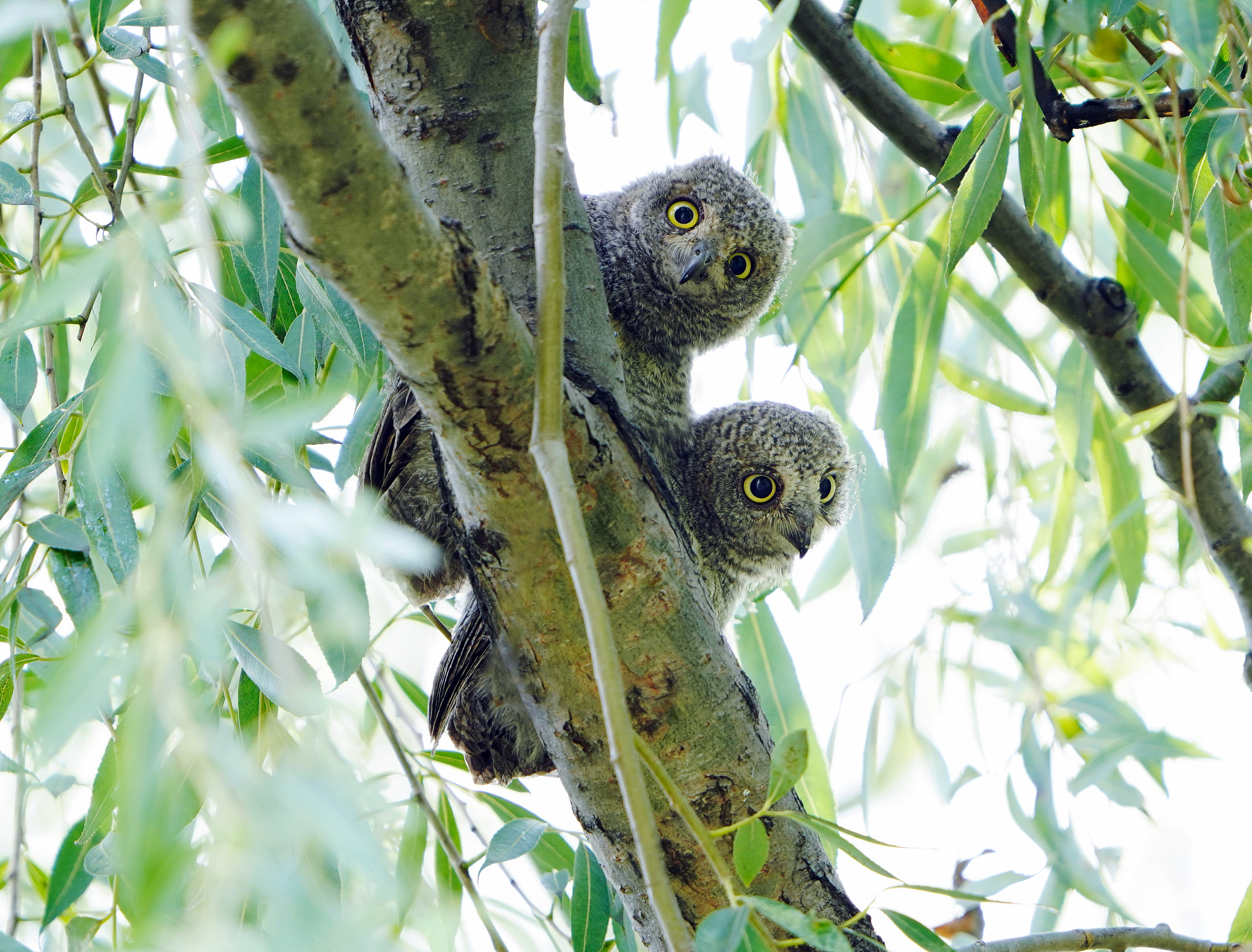 Two oriental scops owls perch on a branch at the Summer Palace in Beijing, China, on May 3, 2024. /CFP