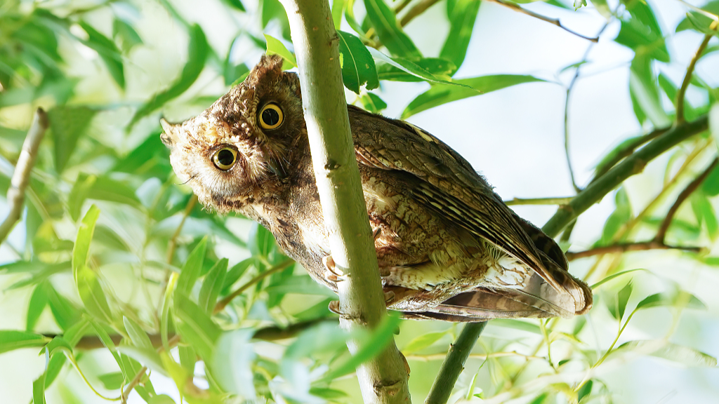 An oriental scops owl perches on a branch at the Summer Palace in Beijing, China, on May 3, 2024. /CFP