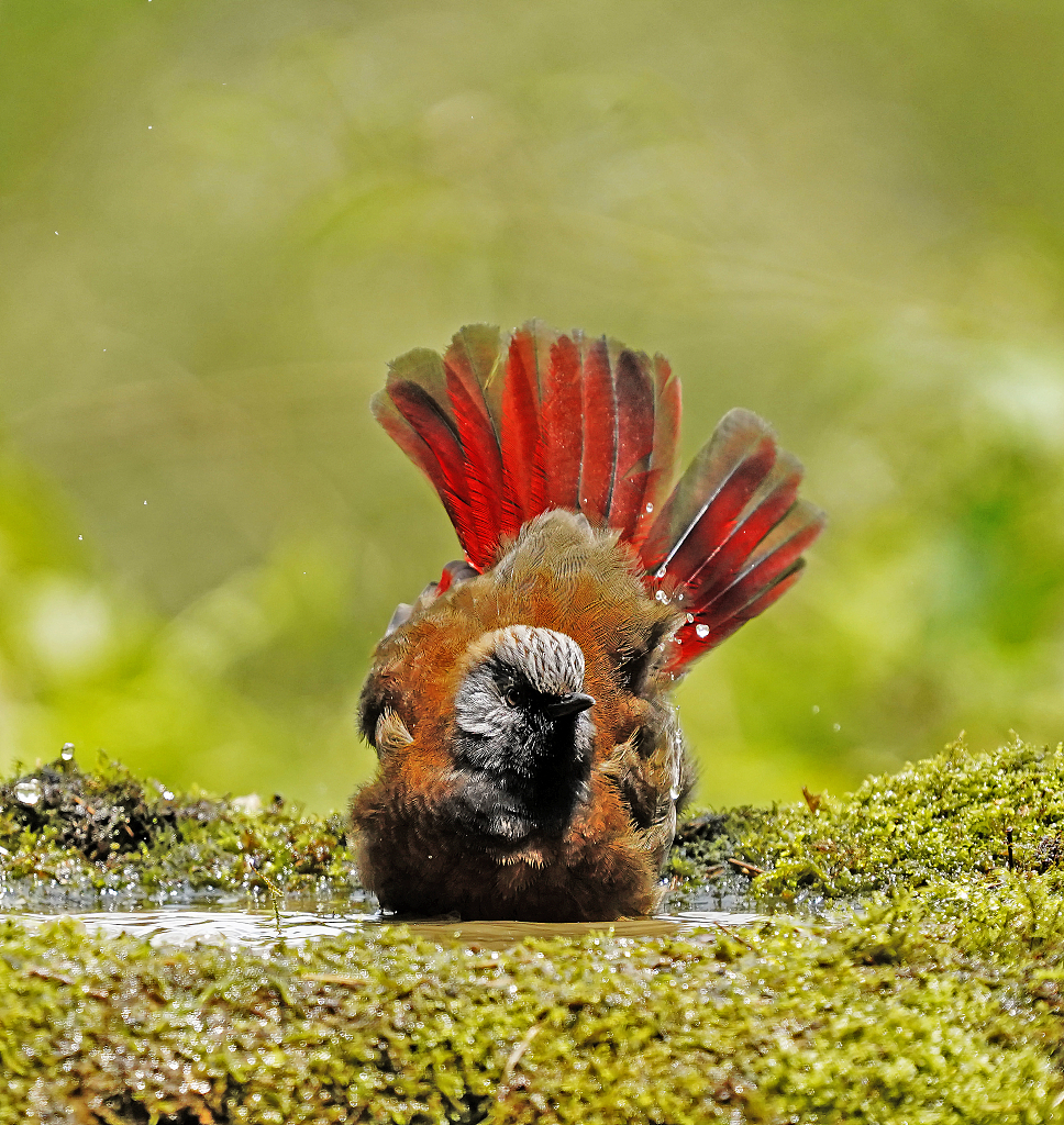 A red-winged laughingthrush frolics in water in the Laojun Mountain National Nature Reserve, Sichuan Province on April 29, 2024. /CFP