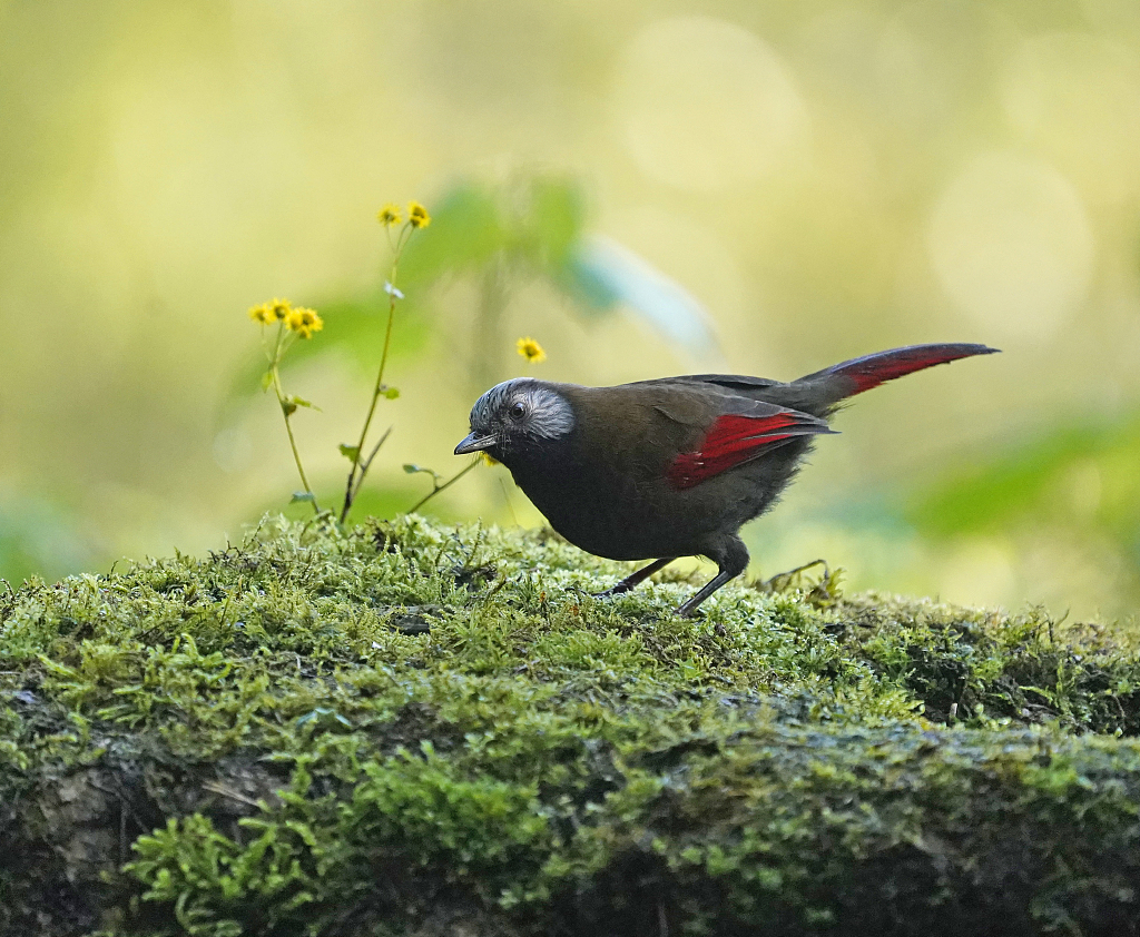 A red-winged laughingthrush is seen in the Laojun Mountain National Nature Reserve, Sichuan Province on April 29, 2024./CFP