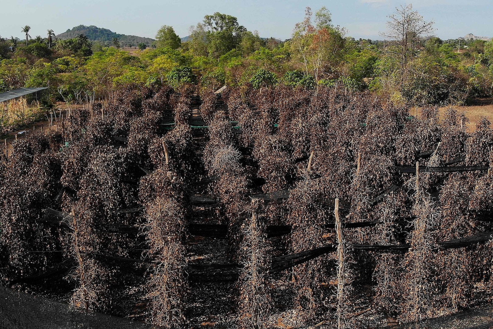 Pictured are dead pepper plants at a farm in Kampot province, southwest Cambodia. Famed for its intense floral flavor, the world-renowned Kampot pepper is facing an extreme weather threat, May 8, 2024. /CFP