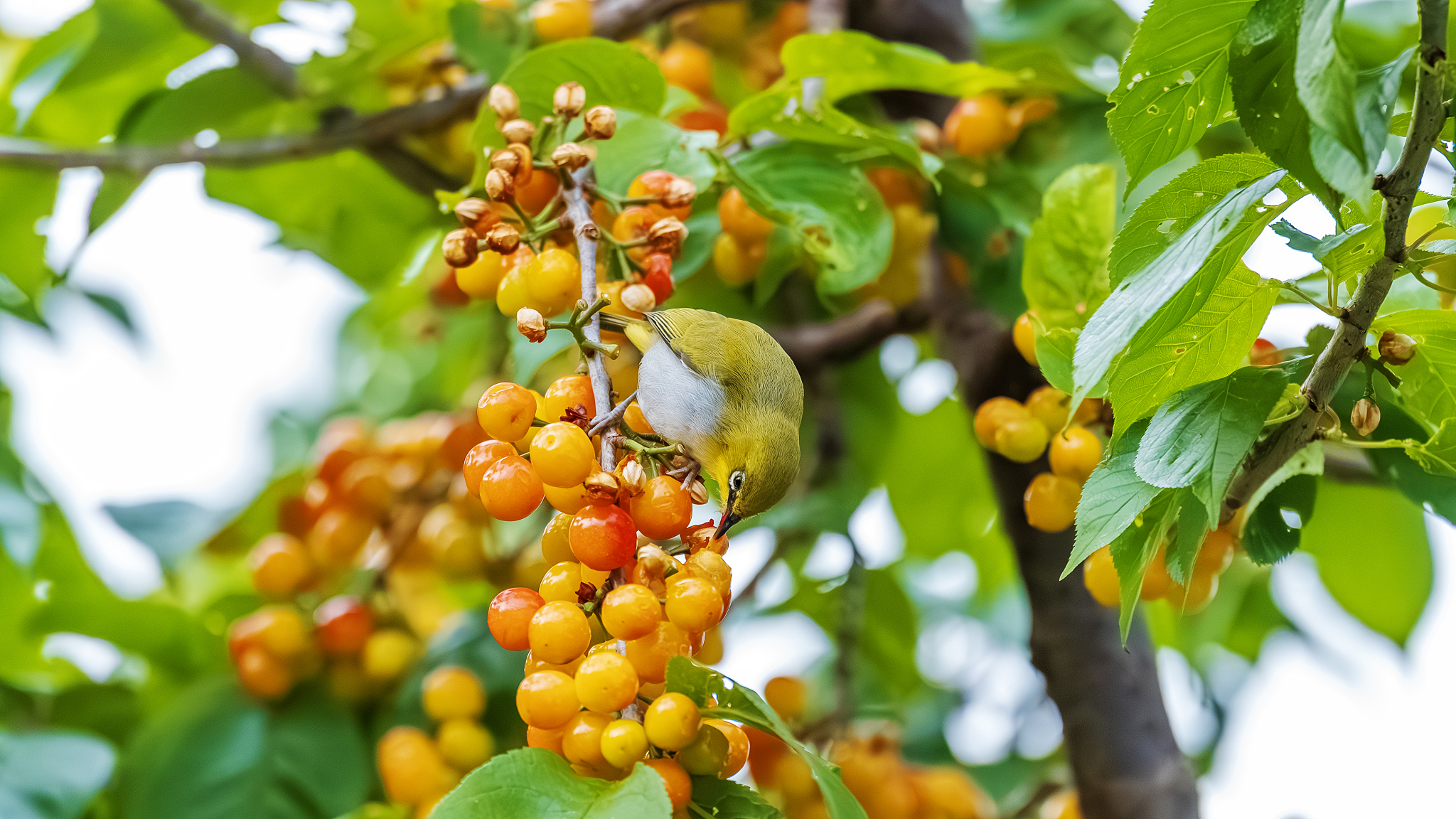 A warbling white-eye is seen eating cherries from a tree at Yuping Park in Lanping County, Yunnan Province on May 12, 2024. /CFP