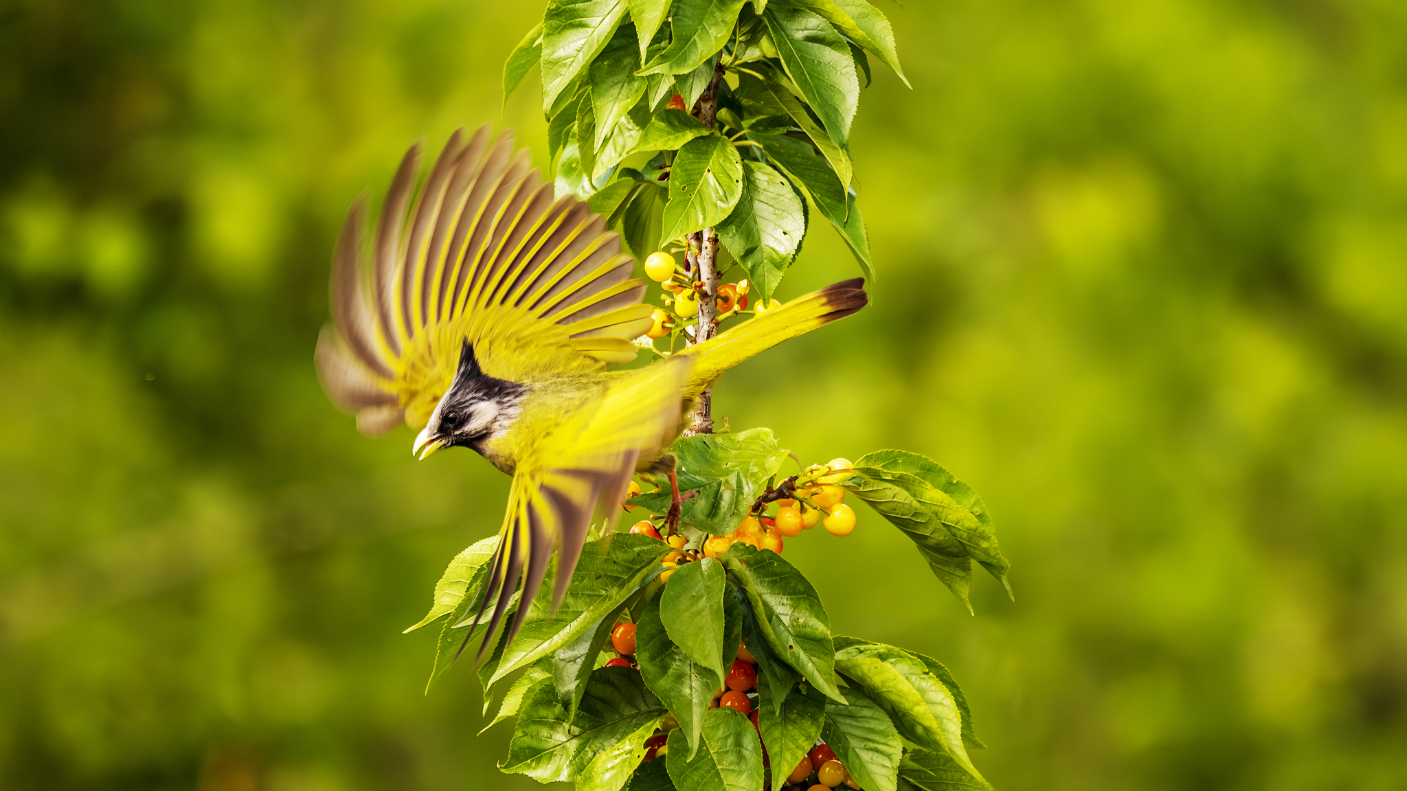 A crested finchbill is pictured on a cherry tree at Yuping Park in Lanping County, Yunnan Province on May 12, 2024. /CFP