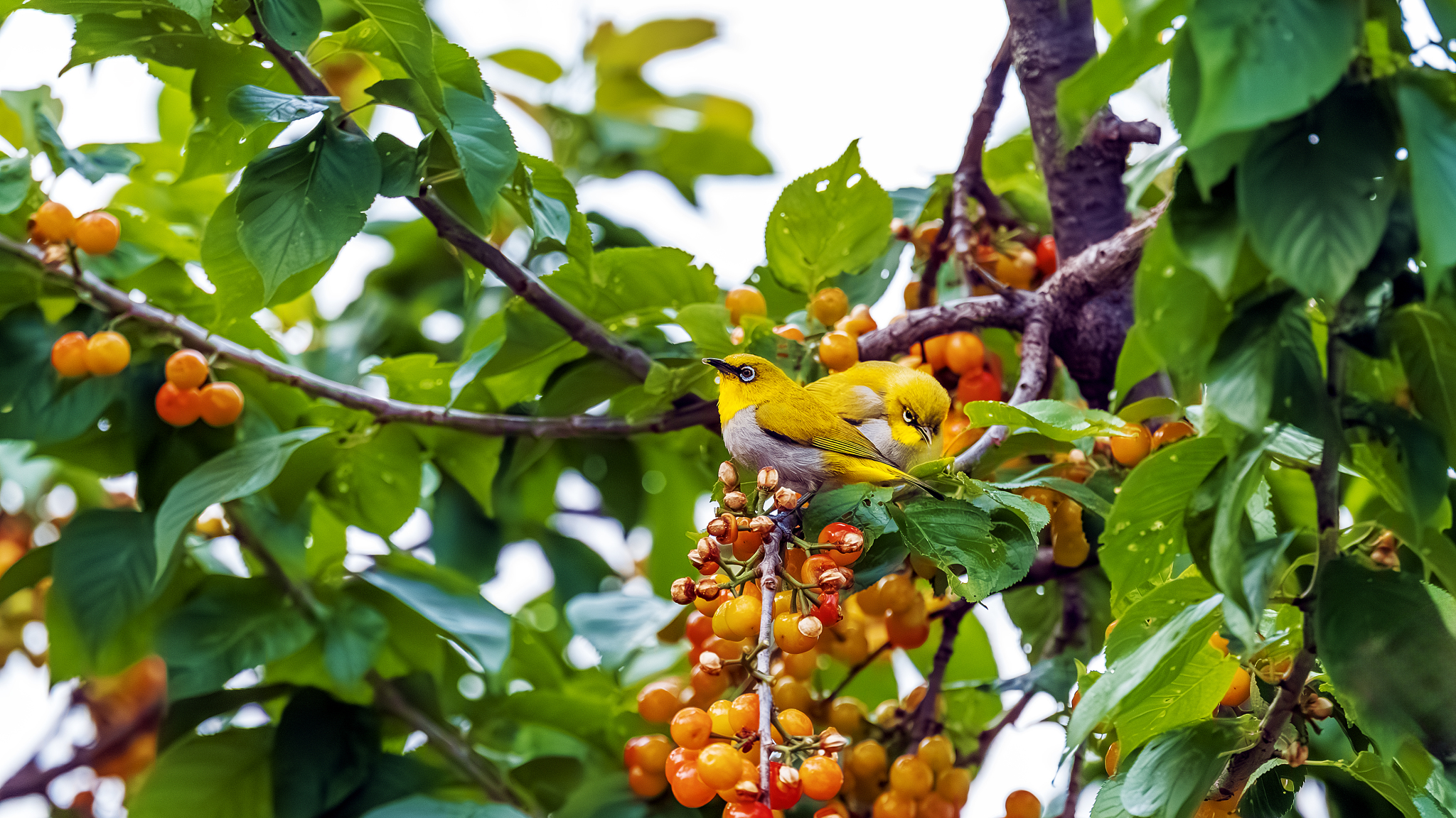 Two warbling white-eyes are pictured on a cherry tree full of ripening cherries at Yuping Park in Lanping County, Yunnan Province on May 12, 2024. /CFP