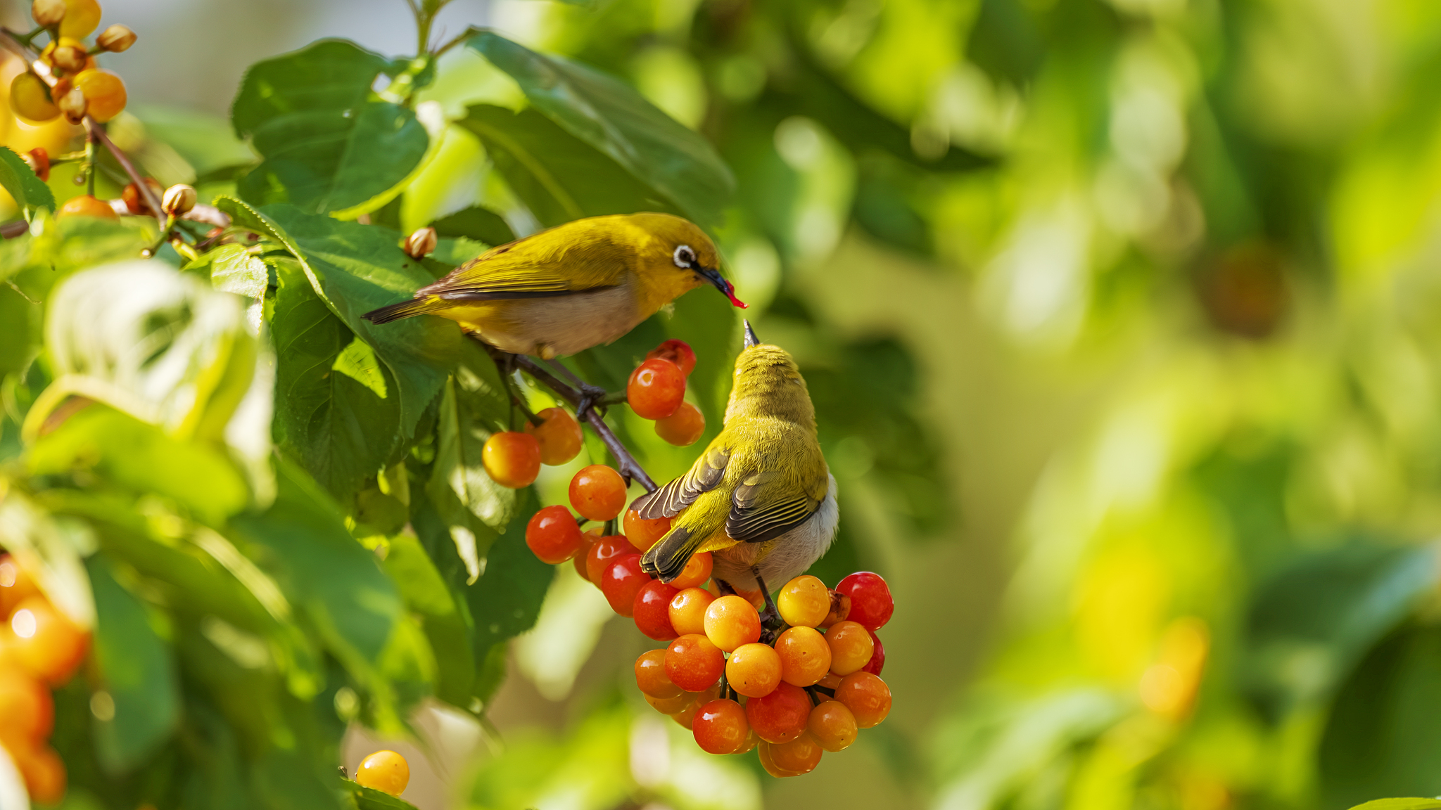 Two warbling white-eyes feast on cherries on a cherry tree at Yuping Park in Lanping County, Yunnan Province on May 12, 2024. /CFP