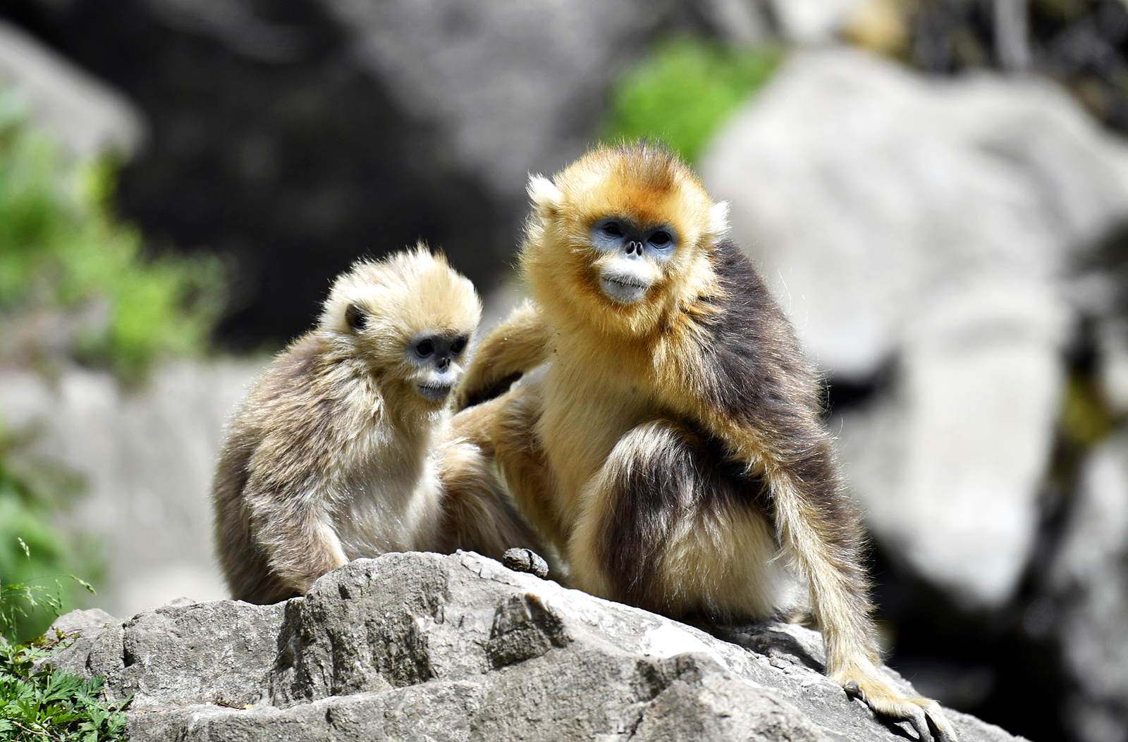Sichuan golden snub-nosed monkeys are seen in an area of the Giant Panda National Park in Gansu Province. /CFP