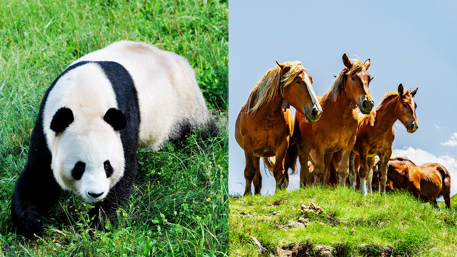 China and France unveil joint endeavor to protect national parks