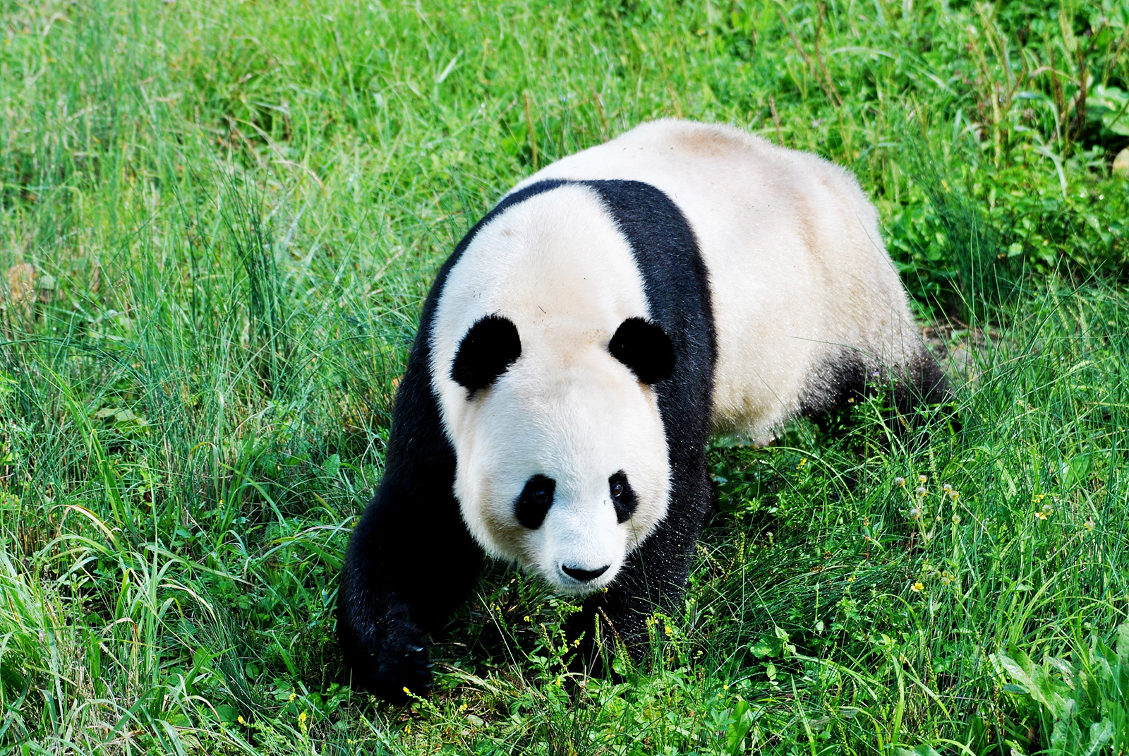A giant panda wanders through an area of the Giant Panda National Park in Shaanxi Province. /CFP