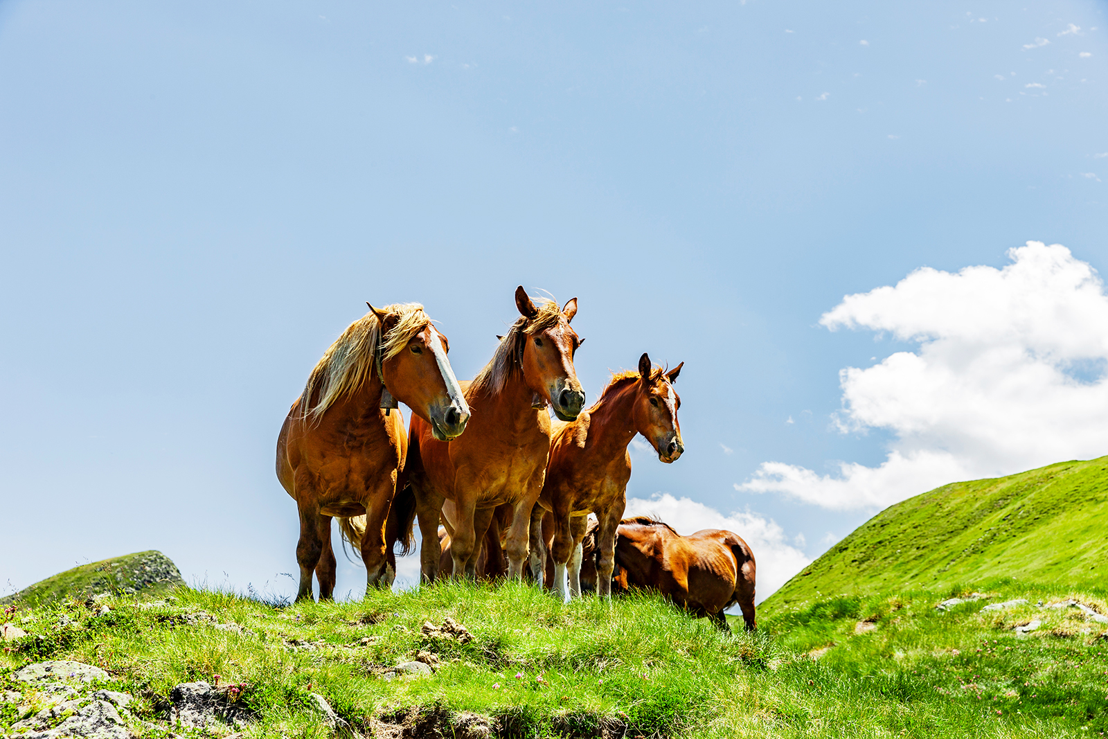 Horses are seen in the Pyrenees Mountains. /IC