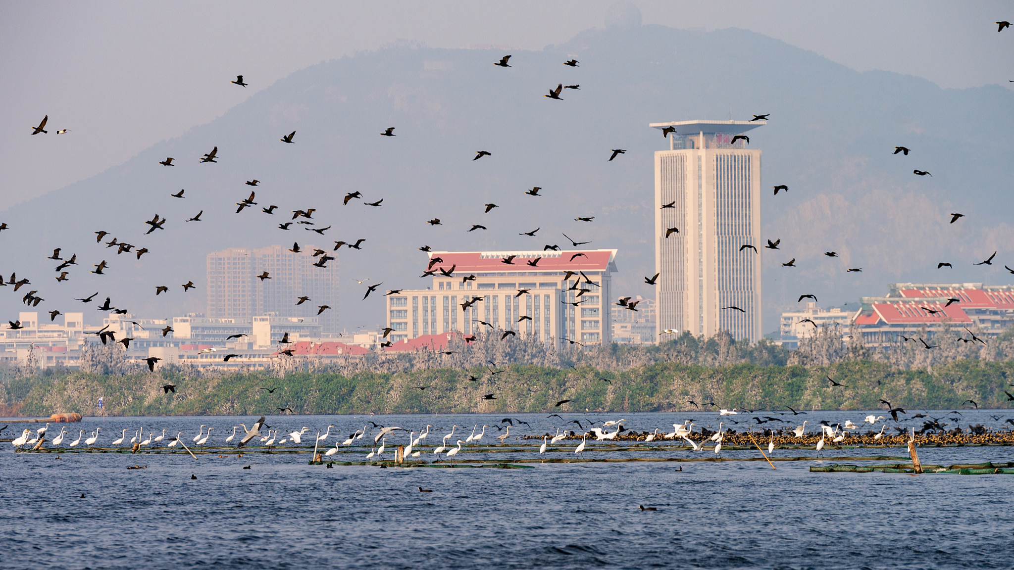 Live: Discovering rich birdlife of Mingxi County, east China's Fujian Province