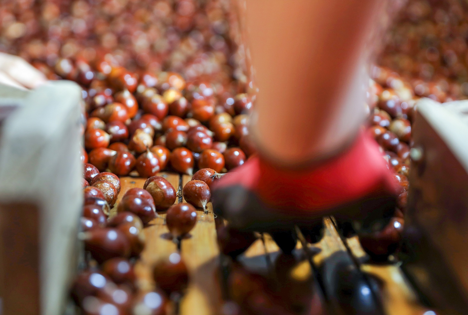 Farmers pick Henry chestnuts in the market in Jian'ou City, Fujian Province, southeast China, September 8, 2023. /CFP
