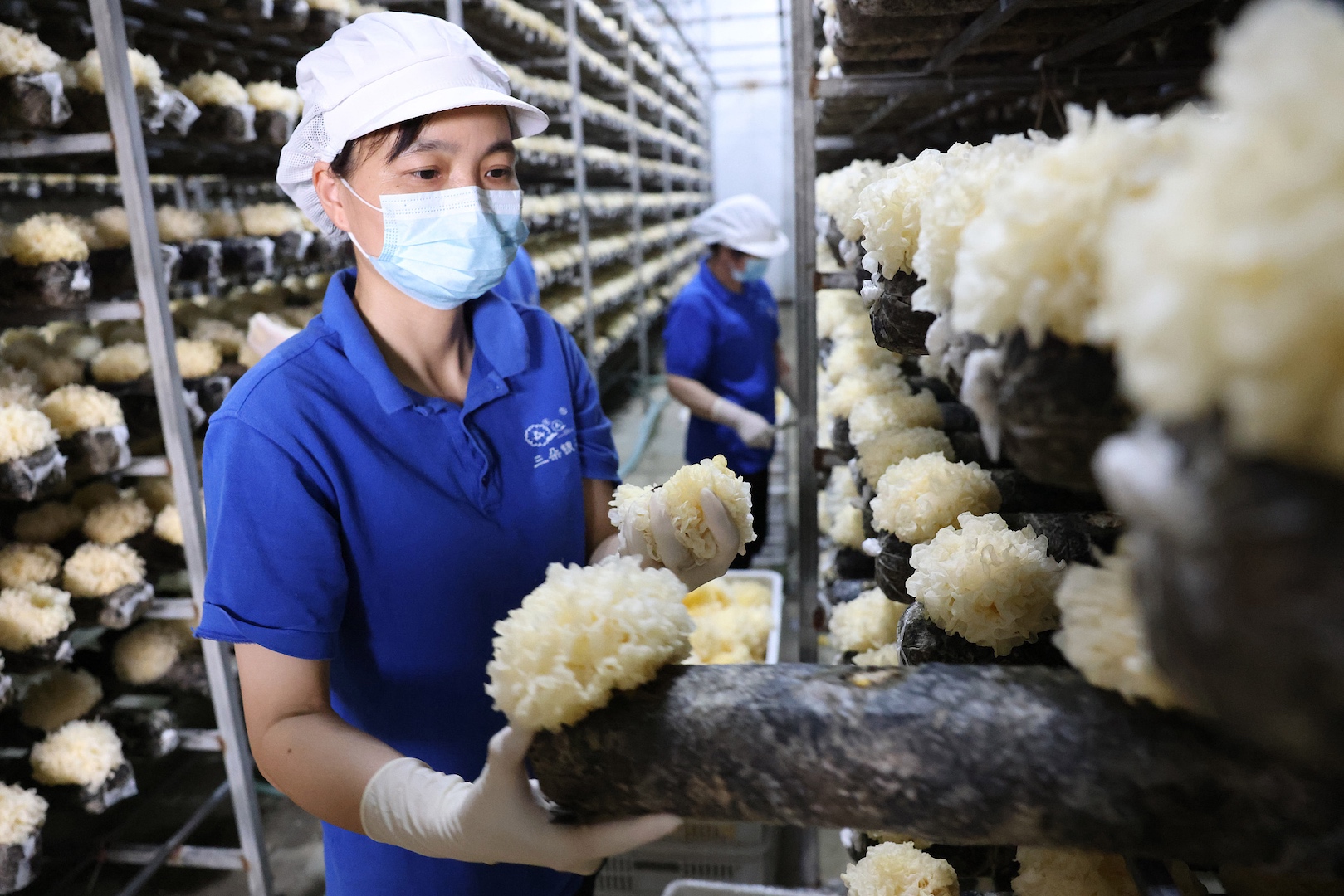 Workers pick fresh snow fungus in Gutian County, Fujian Province, June 1, 2023. /CFP