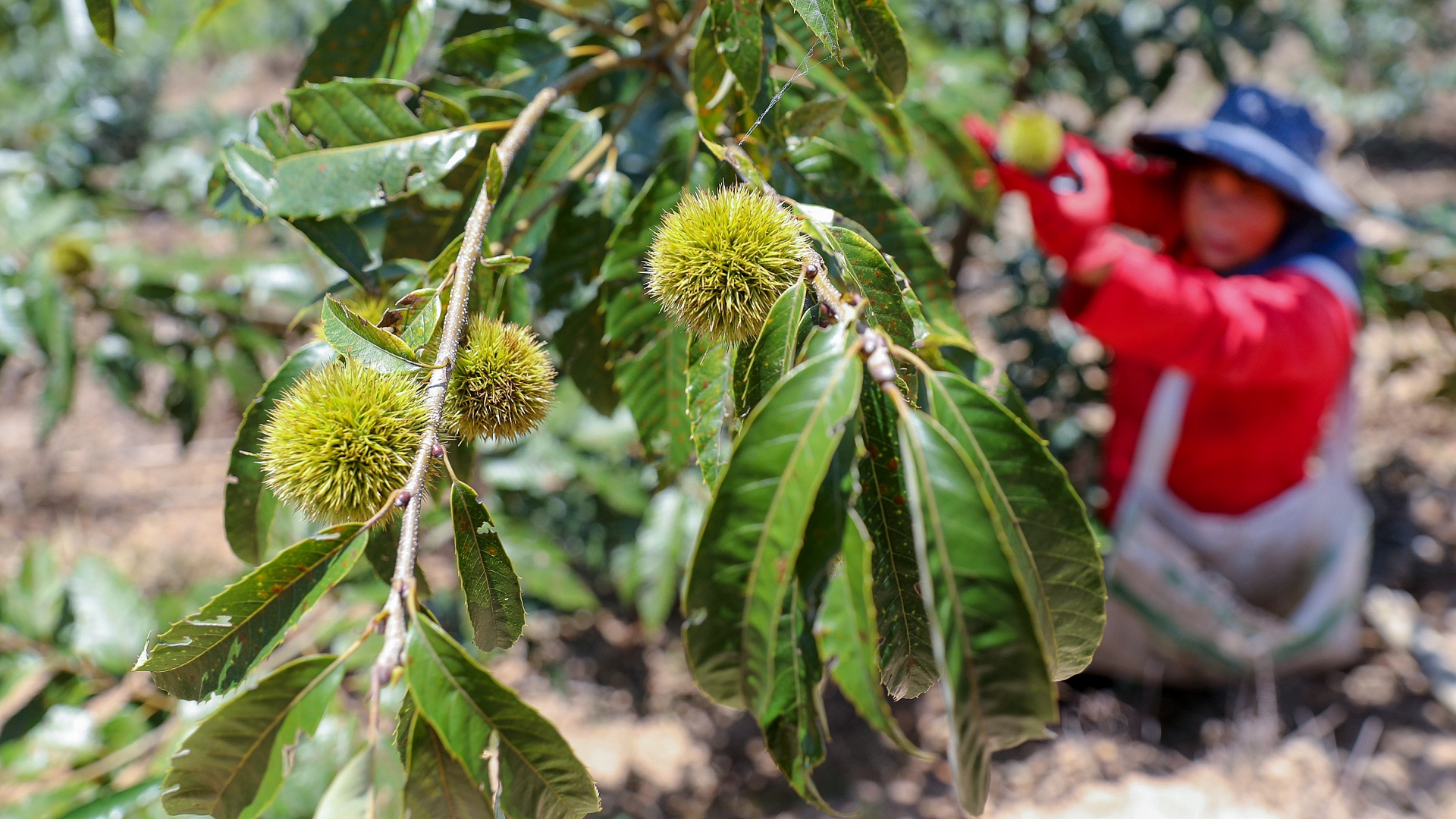 A cornucopia in Fujian's forest