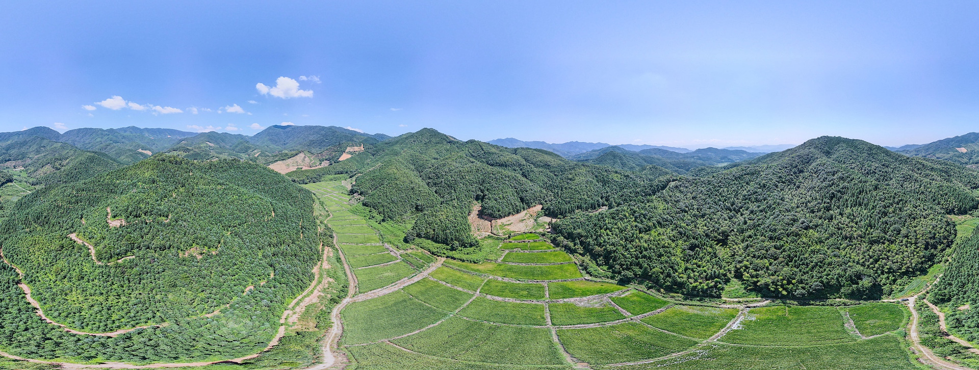 Mountains blanketed with Henry chestnut trees in Jian'ou City, Fujian Province, September 9, 2023. /CFP