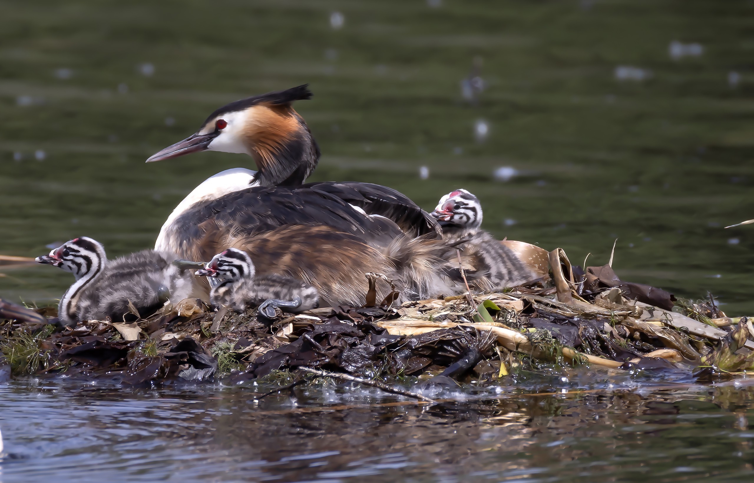New-born great crested grebe chicks are seen staying by their mother's side at Dongling Park in Shenyang, Liaoning Province on May 13, 2024. /IC