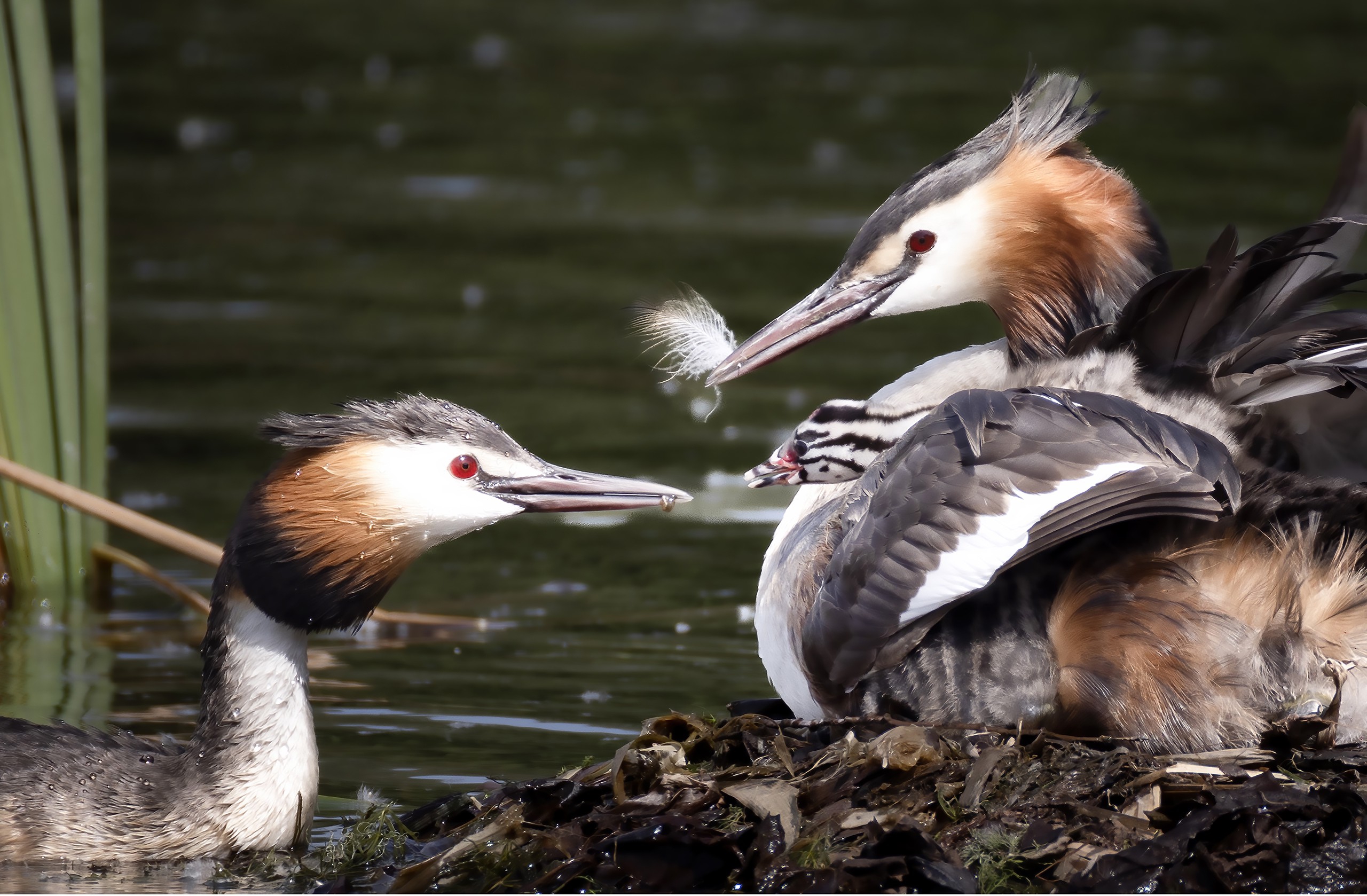 A great crested grebe family is pictured at Dongling Park in Shenyang, Liaoning Province on May 13, 2024. /IC