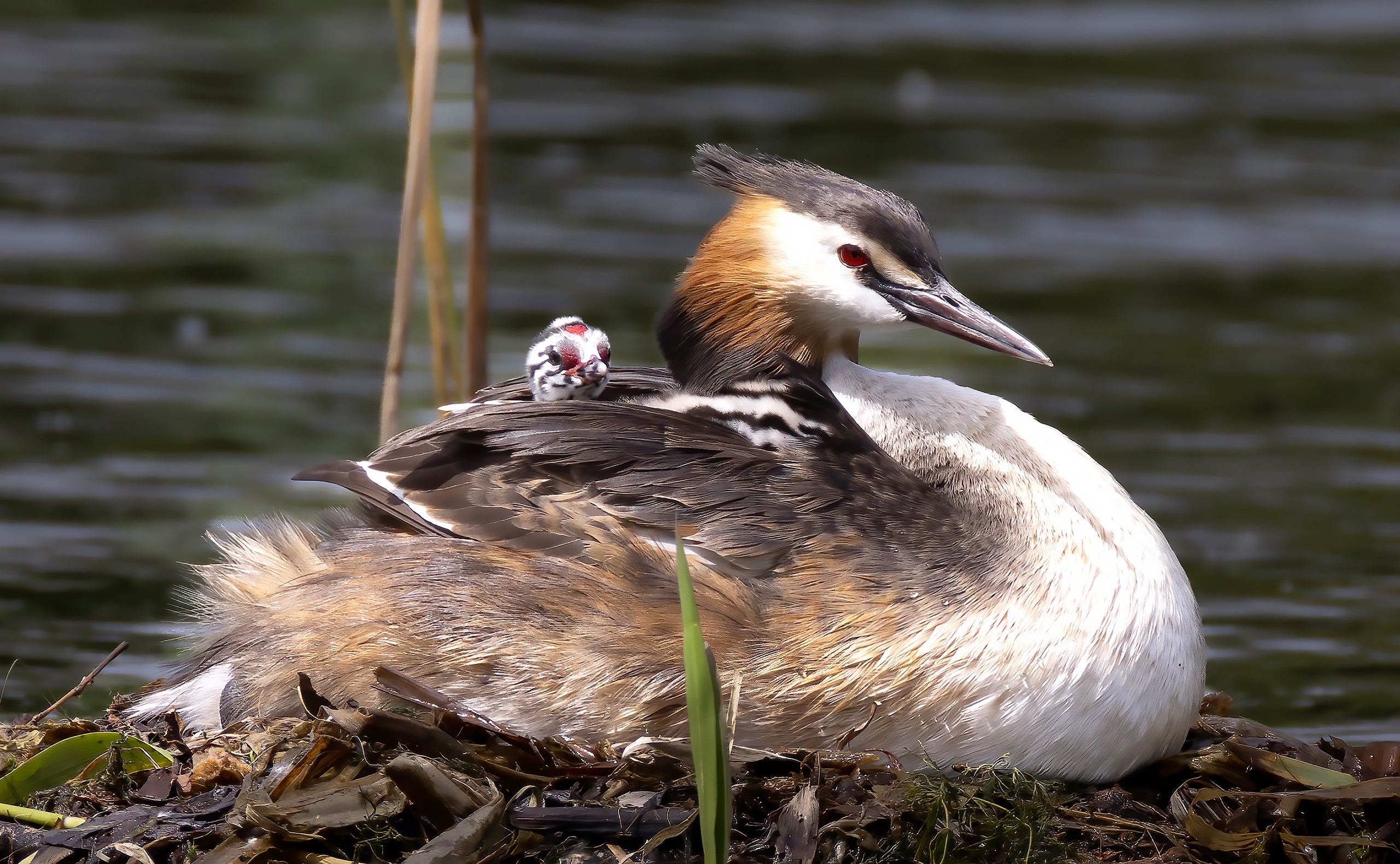 A great crested grebe chick is seen peeking out from its mother's wings at Dongling Park in Shenyang, Liaoning Province on May 13, 2024. /IC