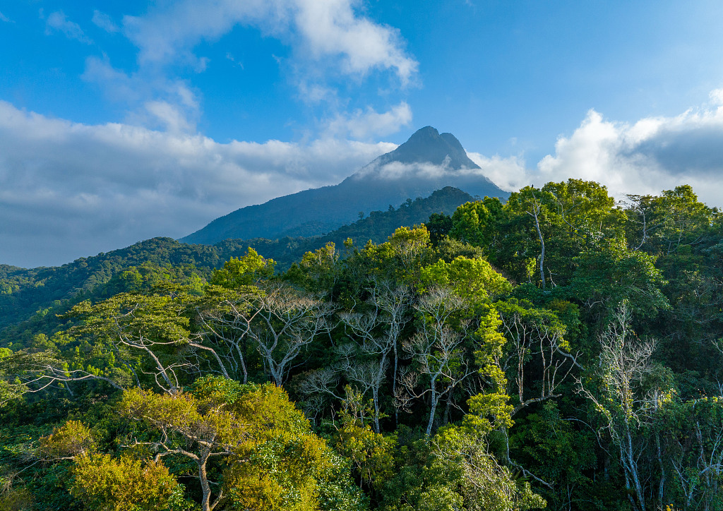 A file photo shows a view of the Hainan Tropical Rainforest National Park in south China's Hainan Province. /CFP