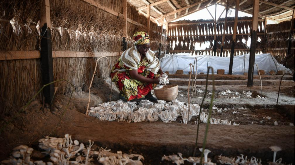 Fatime Abba Rekya picks mushrooms in her own mushroom shed in Damara, the Central African Republic, February 6, 2024. /Xinhua