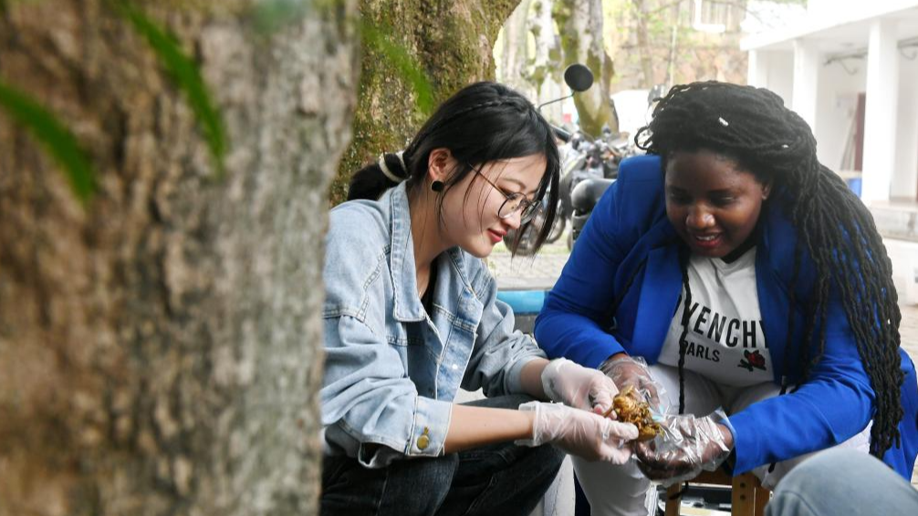 Media (R) from Rwanda learns about Juncao from a Chinese student in the national engineering research center of Juncao technology at Fujian Agriculture and Forestry University in Fuzhou City, southeast China's Fujian Province, March 28, 2024. /Xinhua