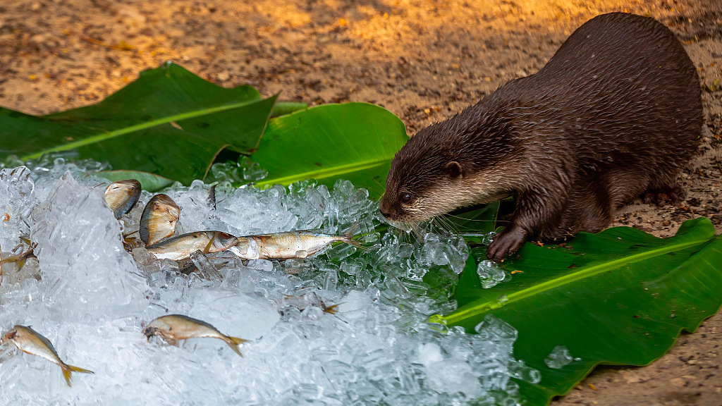 A small-clawed otters seen feeding on frozen fish to help it cool down from the heat at Chiang Mai Zoo, April 29, 2024. /CFP