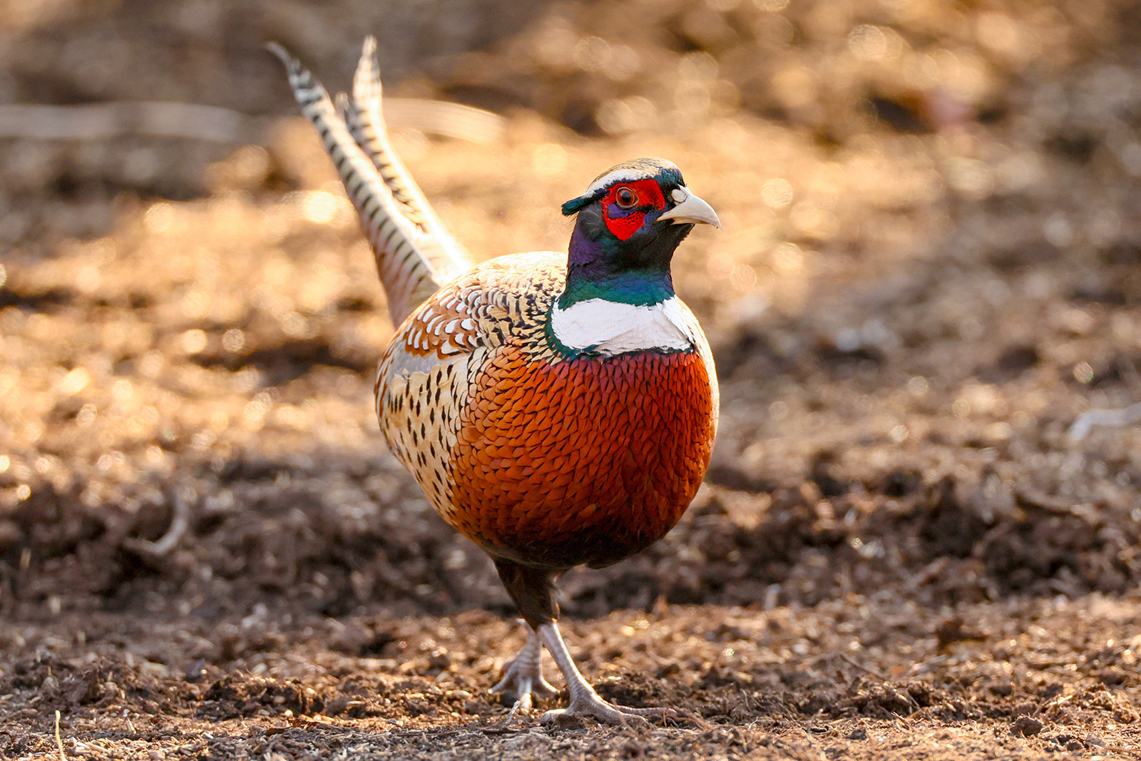 A pheasant is seen at the Leopard National Park in Russia. /IC