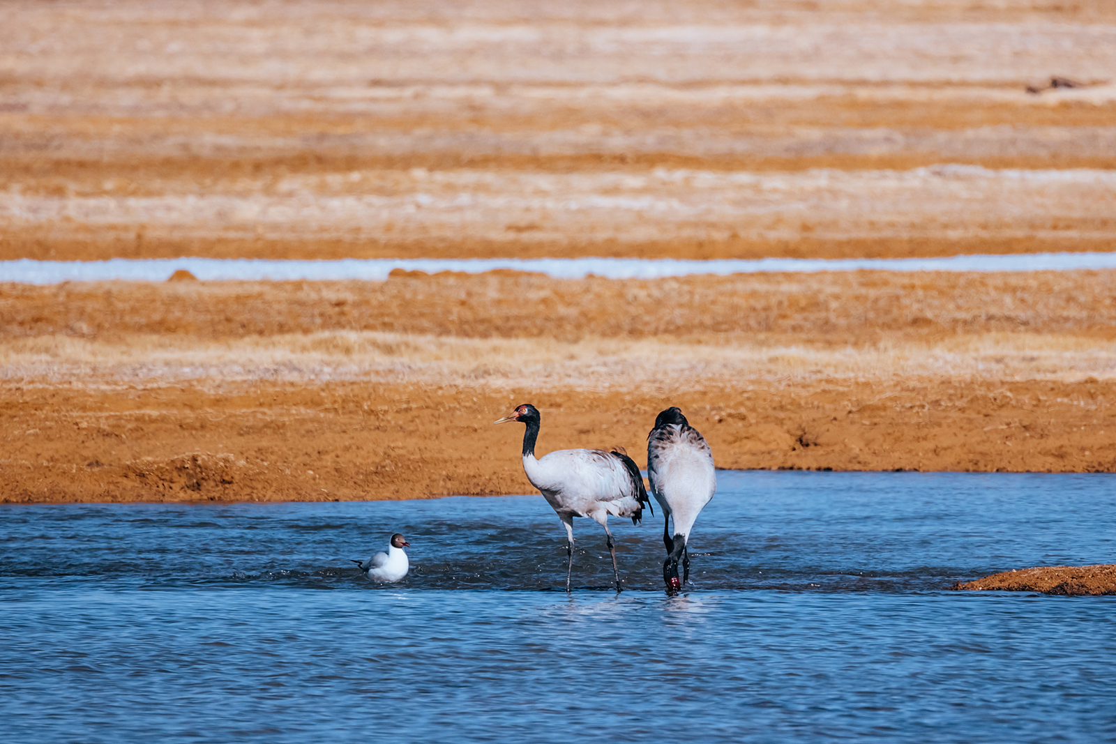 Black-necked cranes are seen at the Sanjiangyuan National Park in Qinghai. /CFP