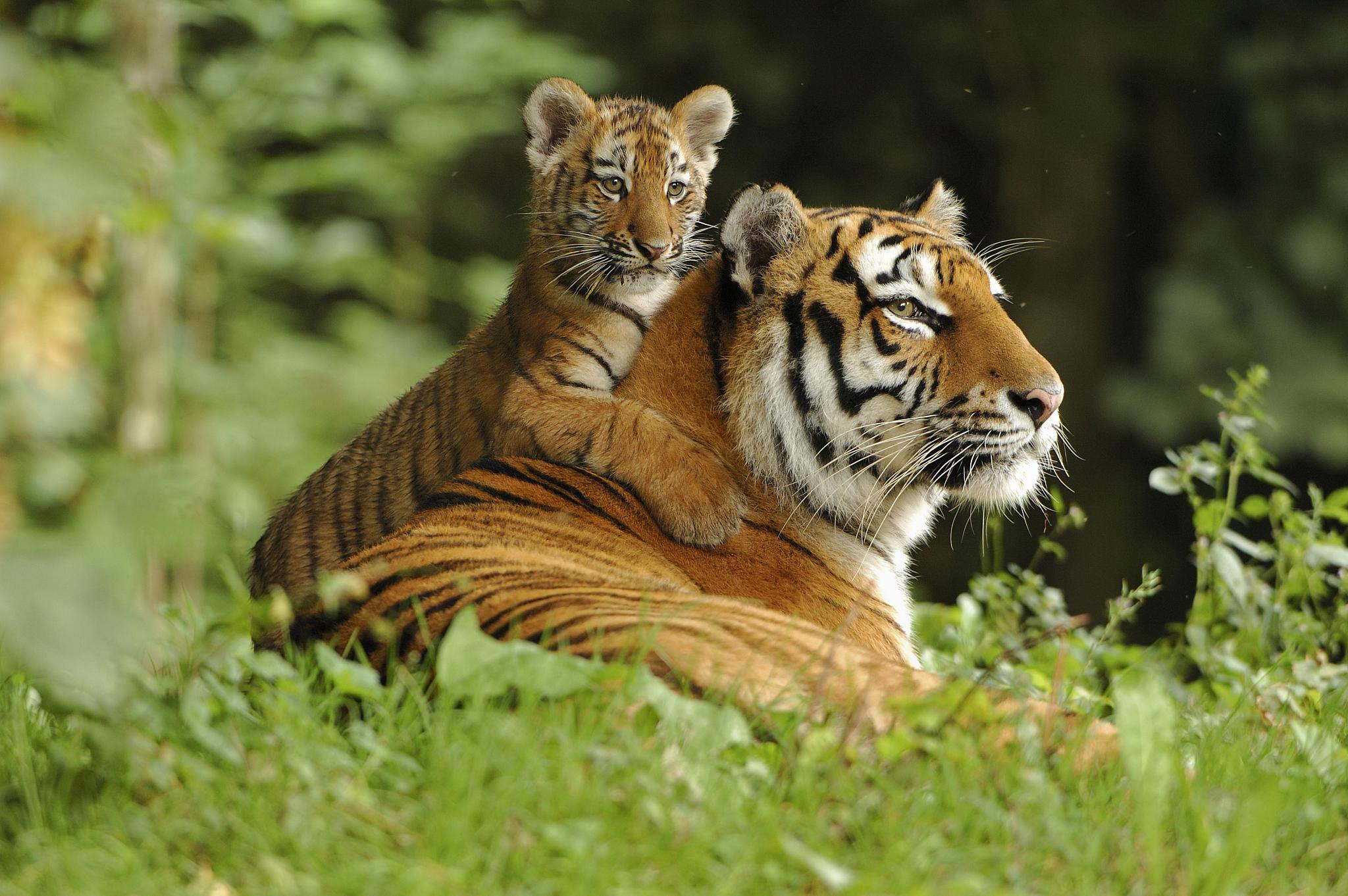 Siberian tigers are under first-class state protection in China. /CFP