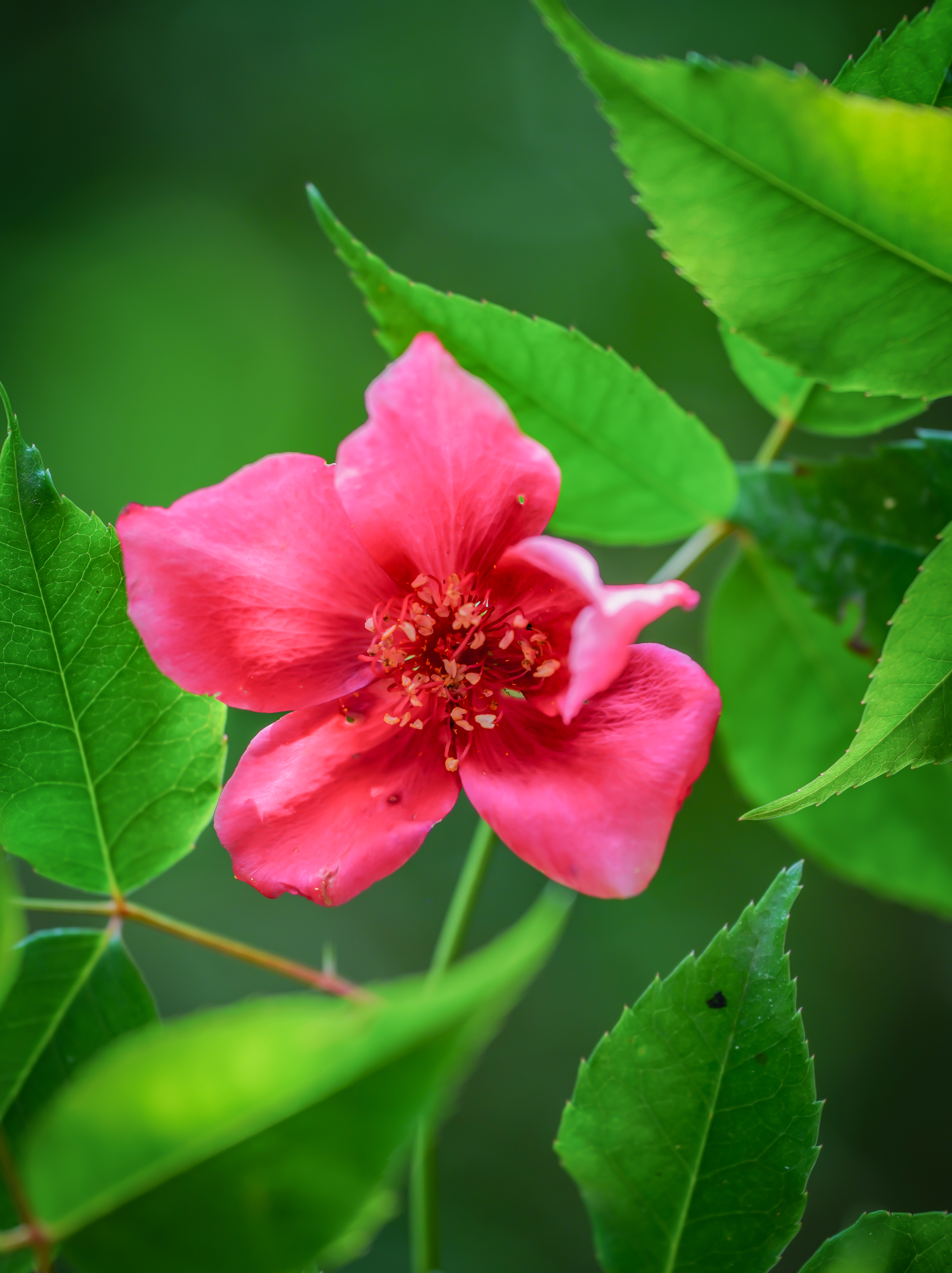 A recent picture taken in the Foding Mountain National Nature Reserve in Guizhou Province shows a rare rose species named Rosa lucidissima. /Photo provided to CGTN