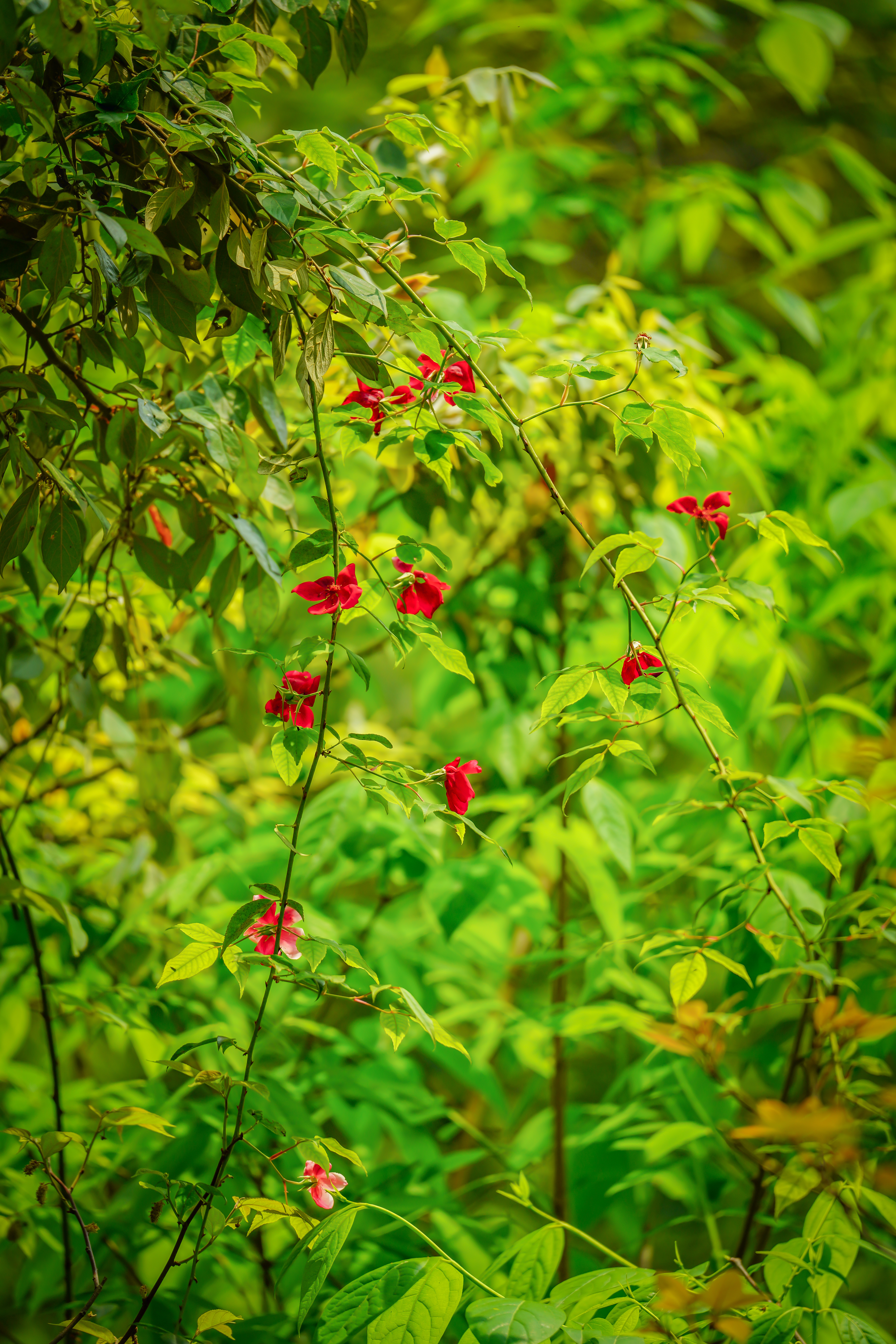 A recent picture taken in the Foding Mountain National Nature Reserve in Guizhou Province shows a rare rose species named Rosa lucidissima. /Photo provided to CGTN