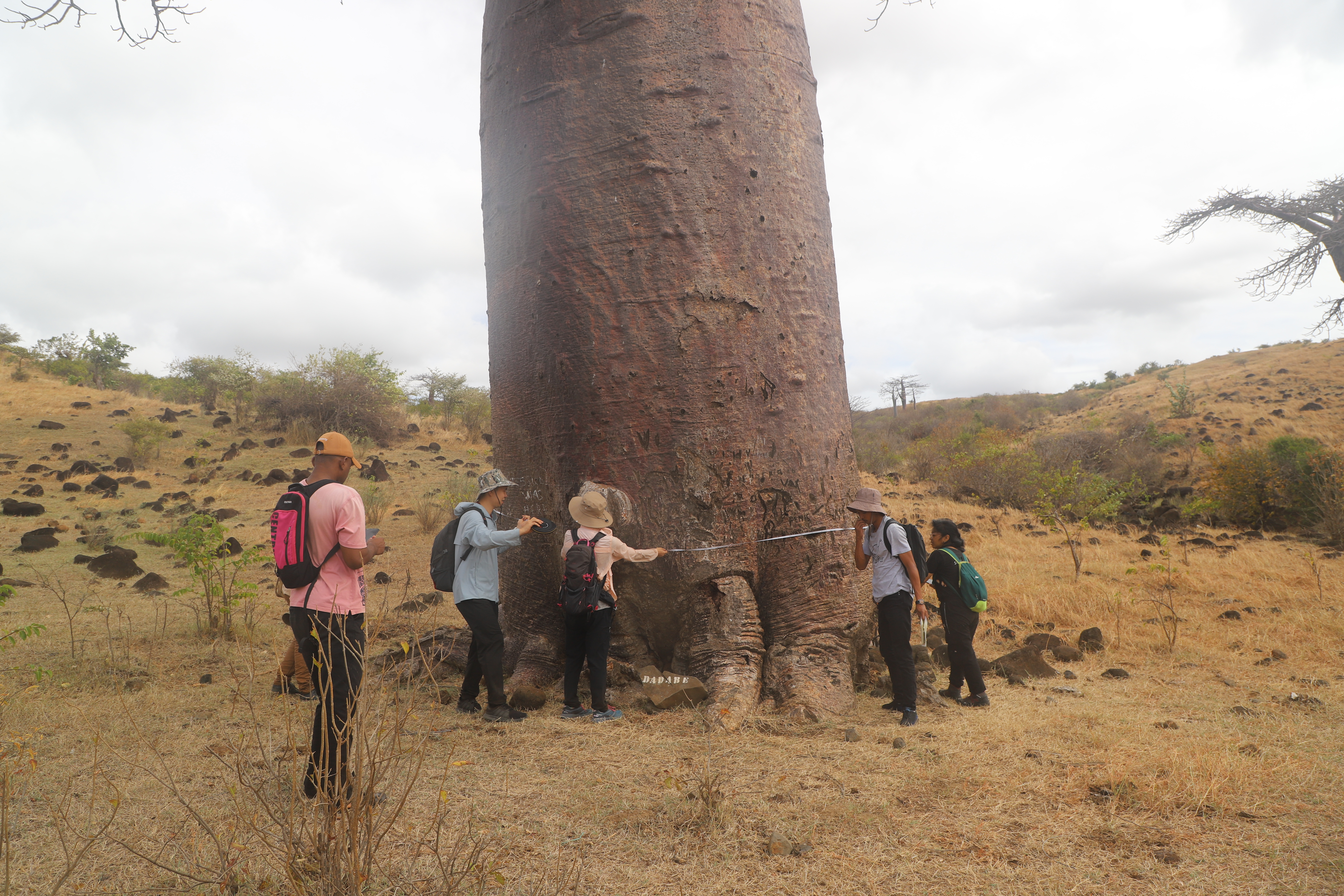 Researchers measure a baobab tree. /Provided by the WBG