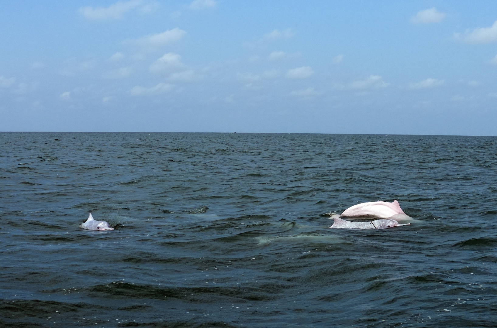 Chinese white dolphins in Leizhou Bay, Zhanjiang City, Guangdong Province, south China, May 16, 2024. /CFP