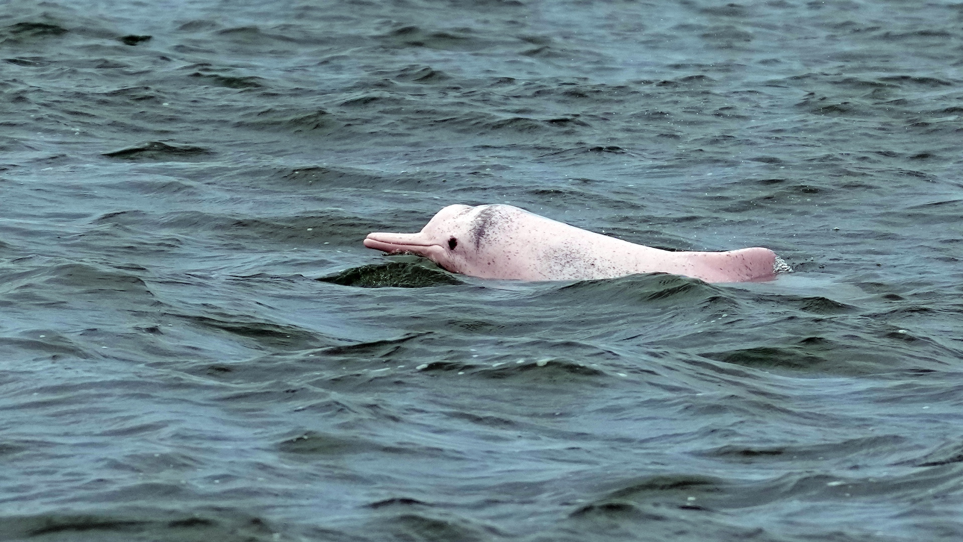 Chinese white dolphins frolic in south China's Leizhou Bay