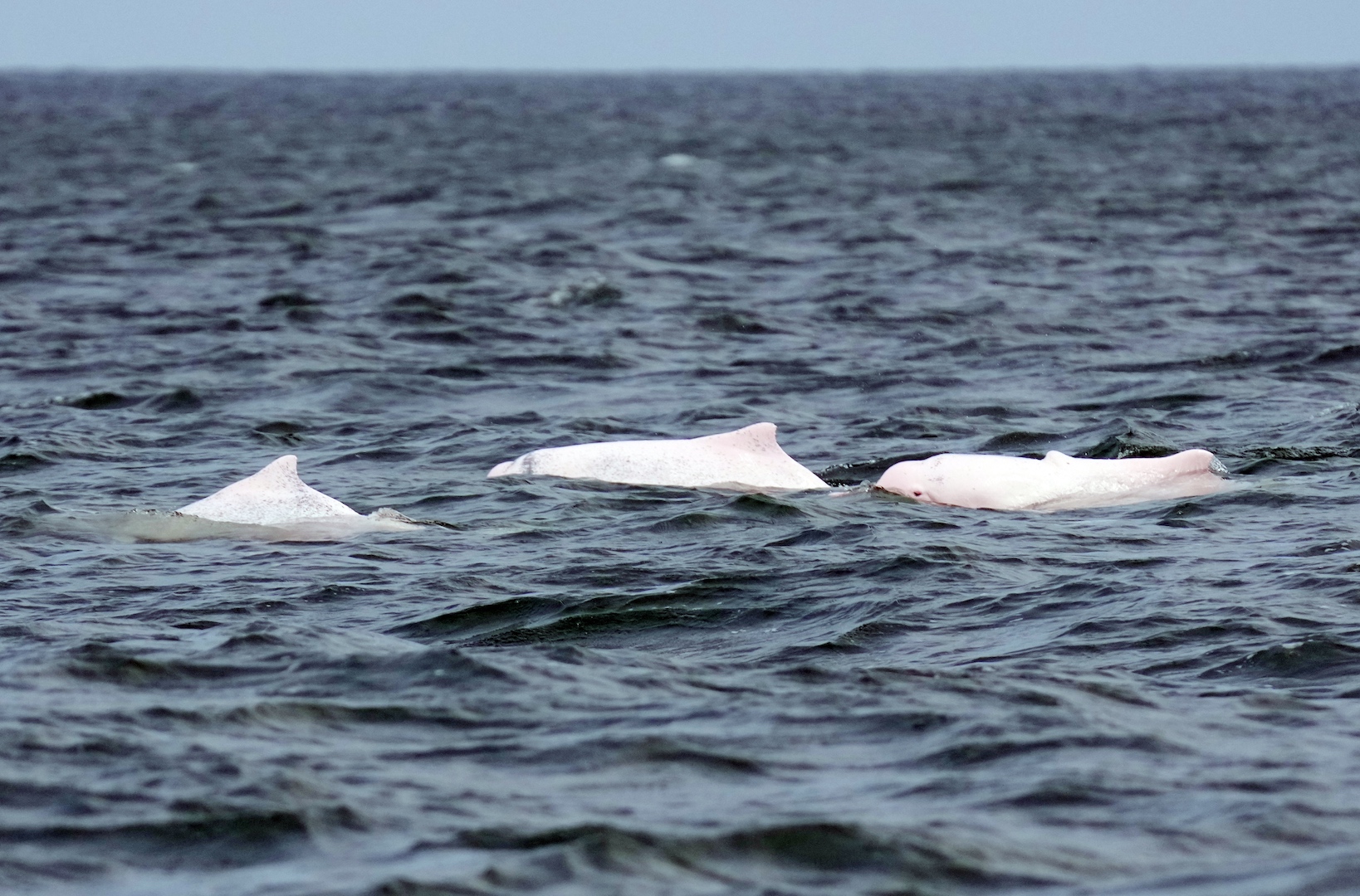 Chinese white dolphins in Leizhou Bay, Zhanjiang City, Guangdong Province, south China, May 16, 2024. /CFP