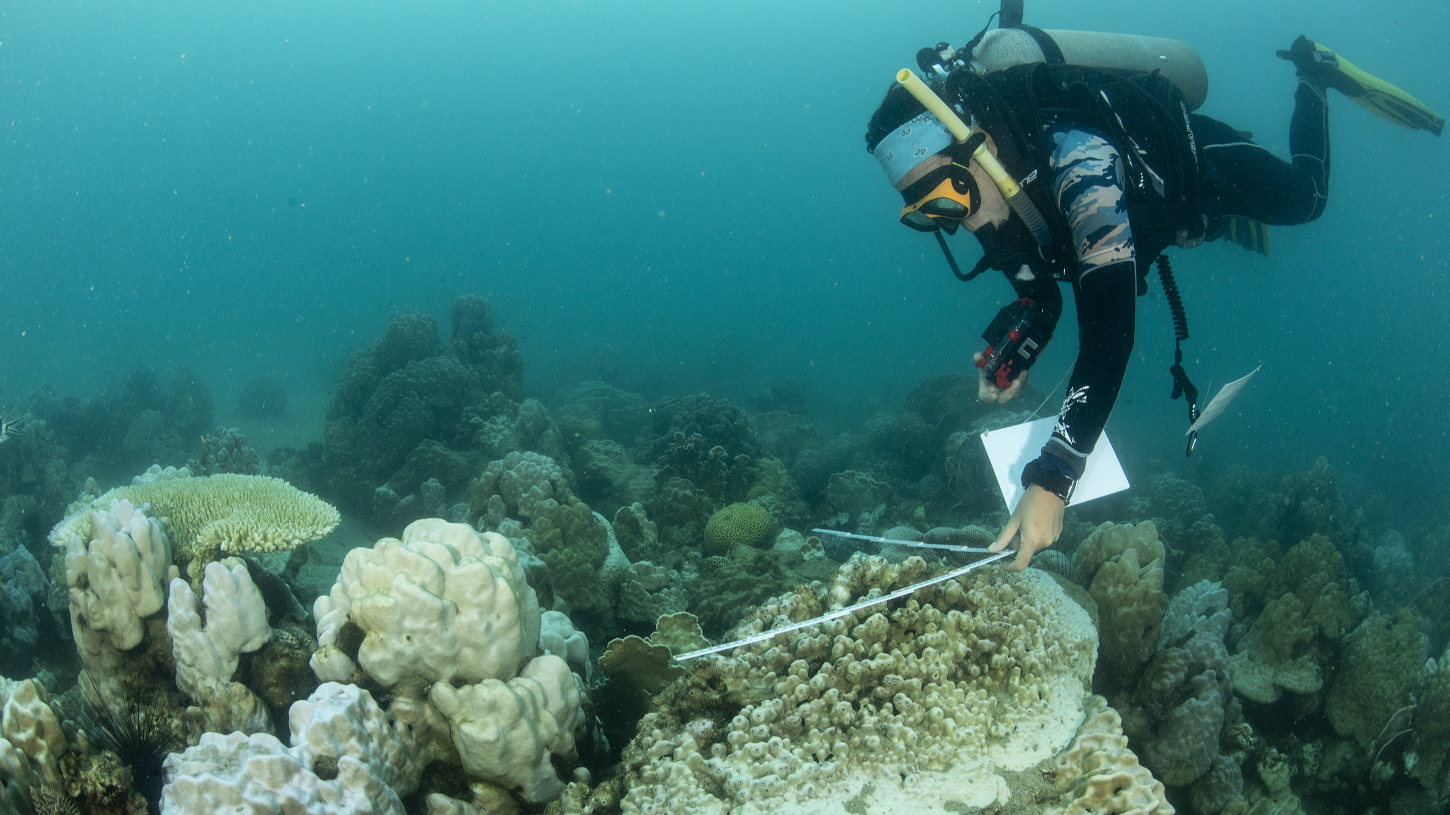 Global coral bleaching event expanding to new countries: scientists