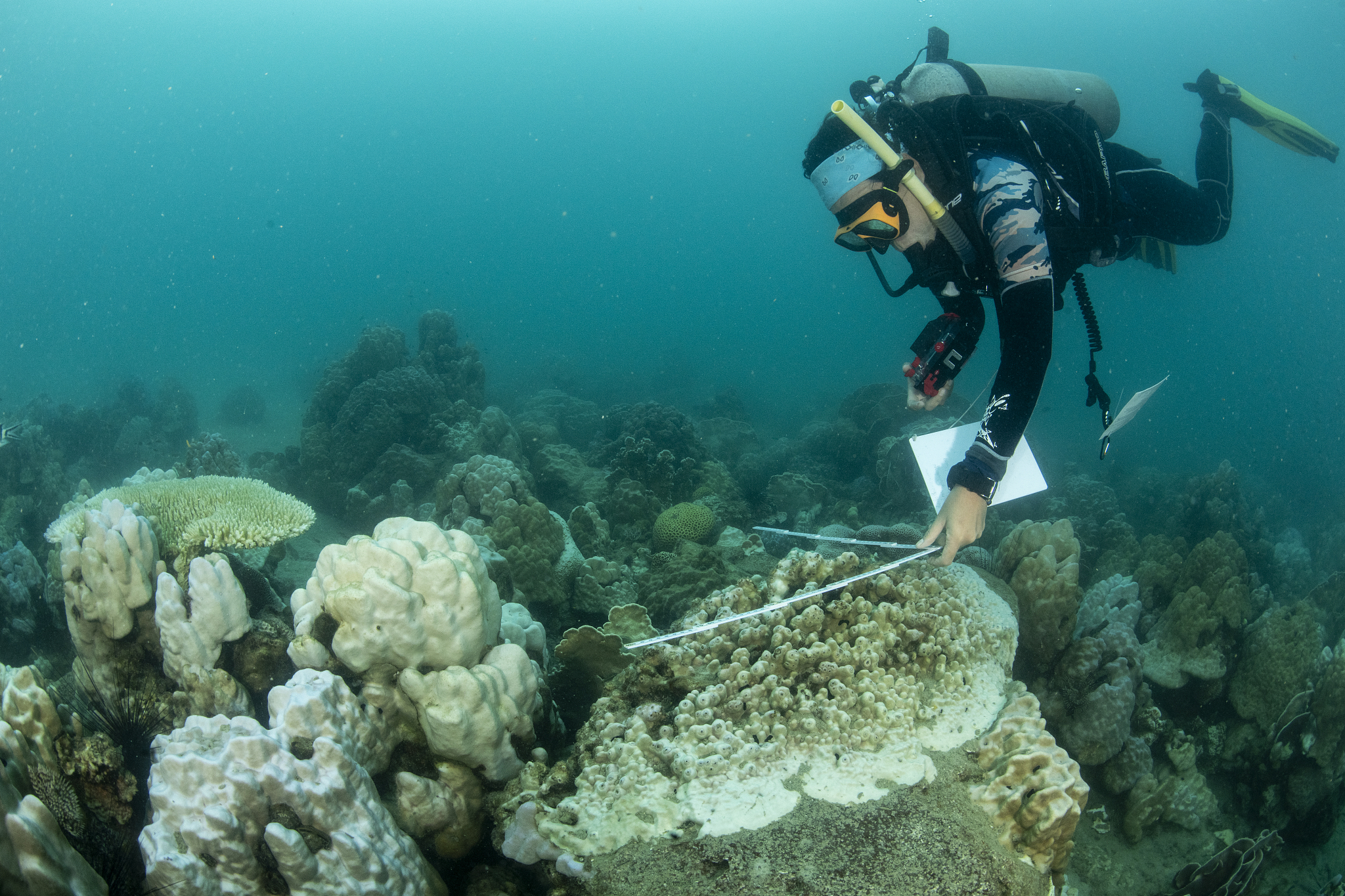 A marine biologist from Thailand's Department of Marine and Coastal Resources collects data from a reef affected by coral bleaching from high water temperature on May 8, 2024 in Thailand. /CFP