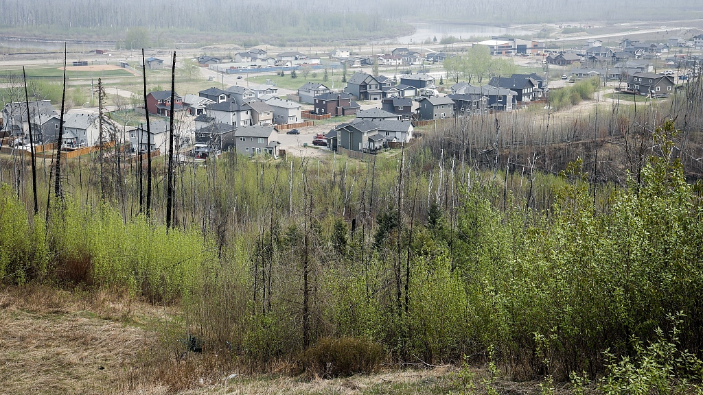 Burned trees from the 2016 wildfire stand sentinel over a neighborhood in Fort McMurray, May 15, 2024. /CFP