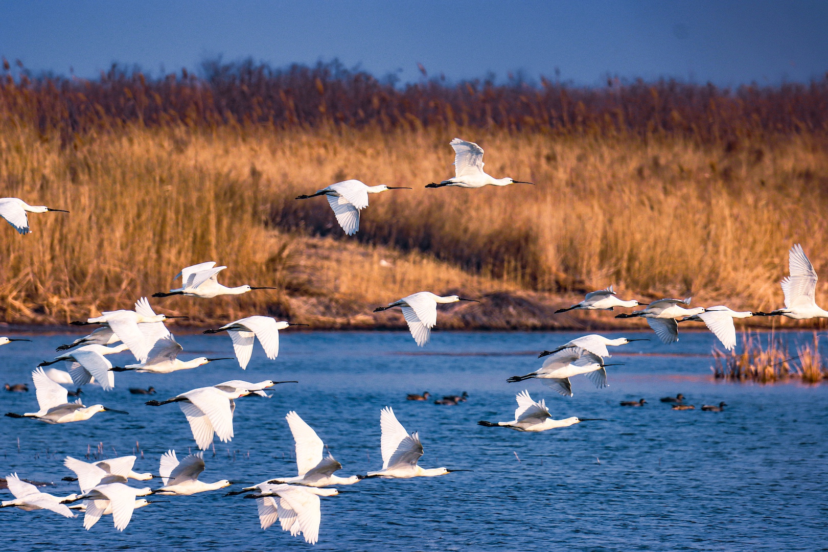 Black-faced spoonbills in the Yellow River Delta wetland, Dongying City, Shandong Province, east China, February 13, 2024. /CFP