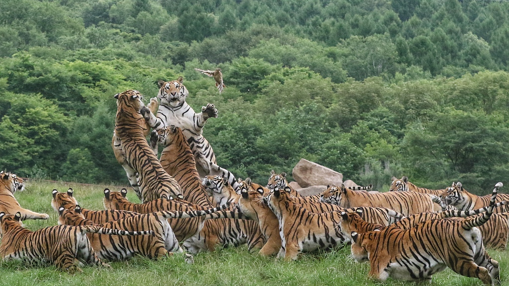 An undated photo shows a streak of tigers at a breeding center in the Northeast China Tiger and Leopard National Park in China. /CFP