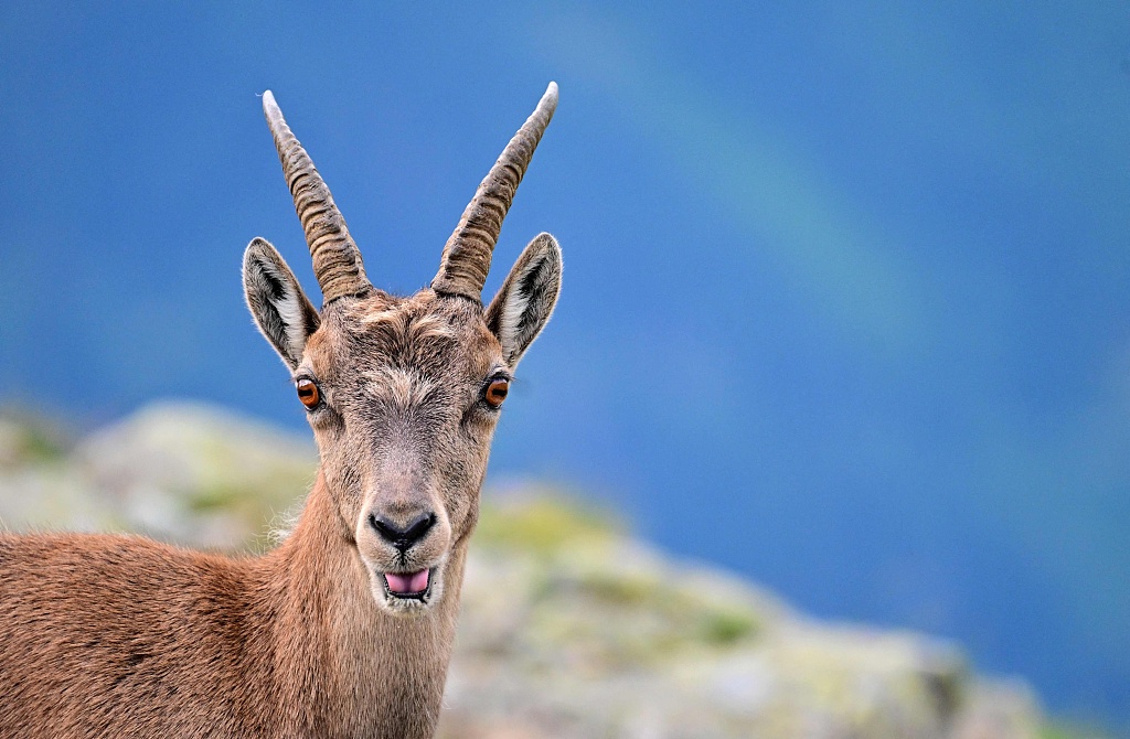 An undated photo shows an alpine ibex at the Aiguilles Rouges National Nature Reserve in France. /CFP