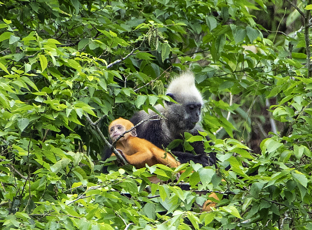 An undated photo shows a white-headed langur and a baby langur in the Chongzuo White-Headed Langur National Nature Reserve in Guangxi, China. /CFP