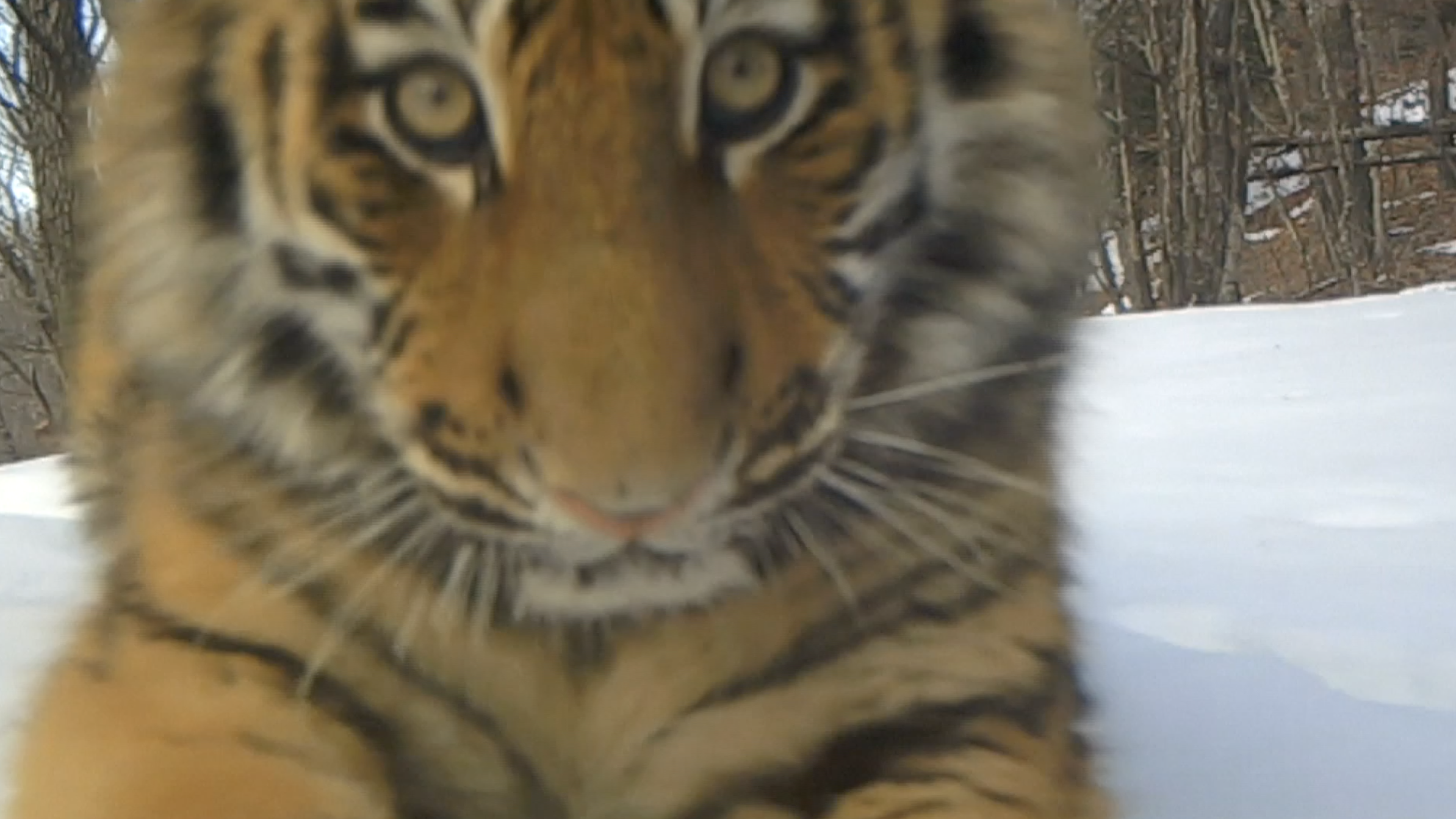 Photo captured by an infrared camera in December 2021 in the Northeast China Tiger and Leopard National Park. /CGTN