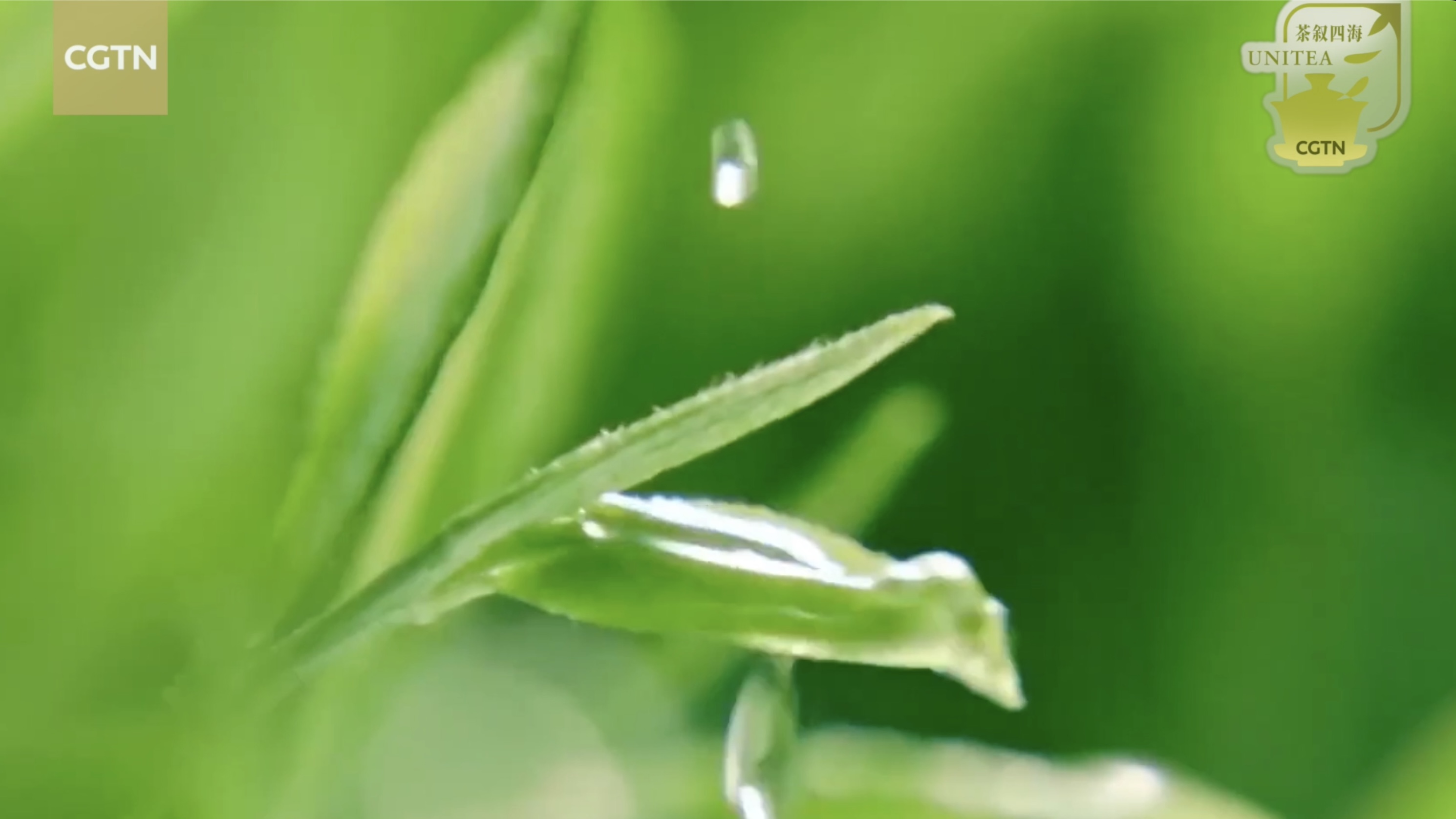 Stay tuned for the 'CGTN TeaFest' livestream on May 21